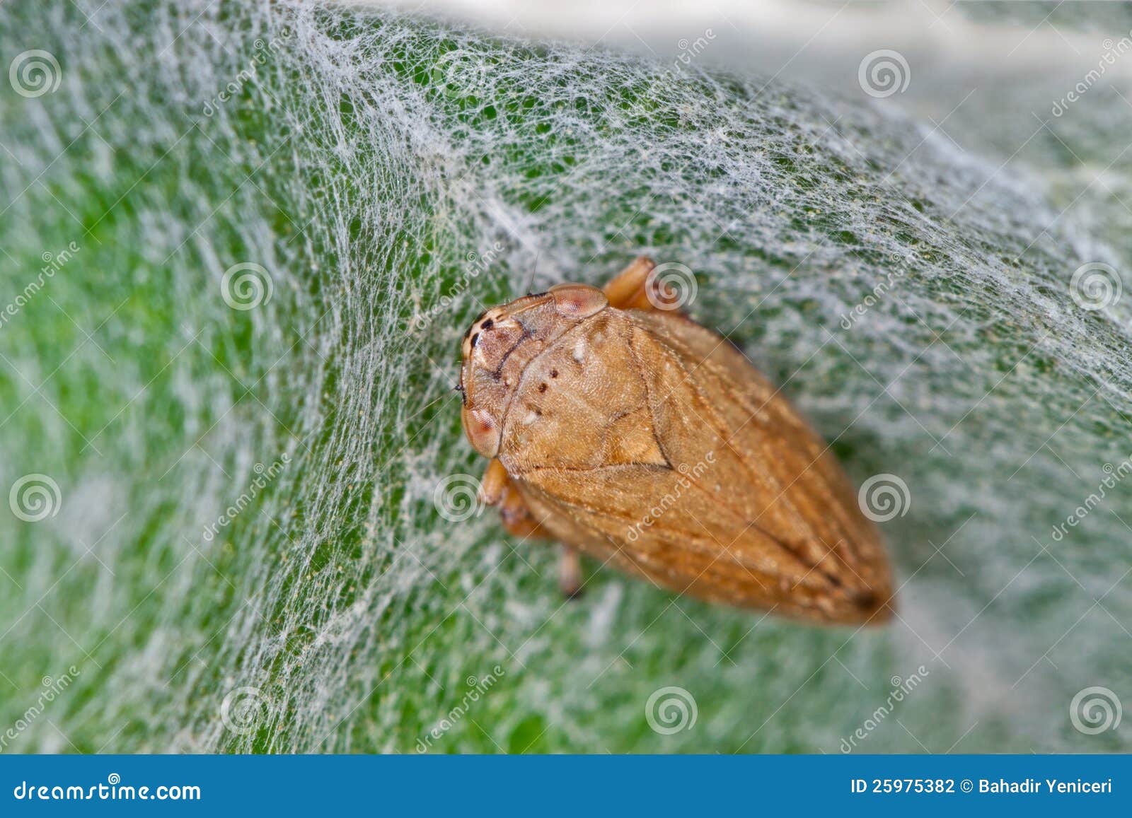 Common Froghopper stock photo. Image of leafhopper, hopper - 25975382
