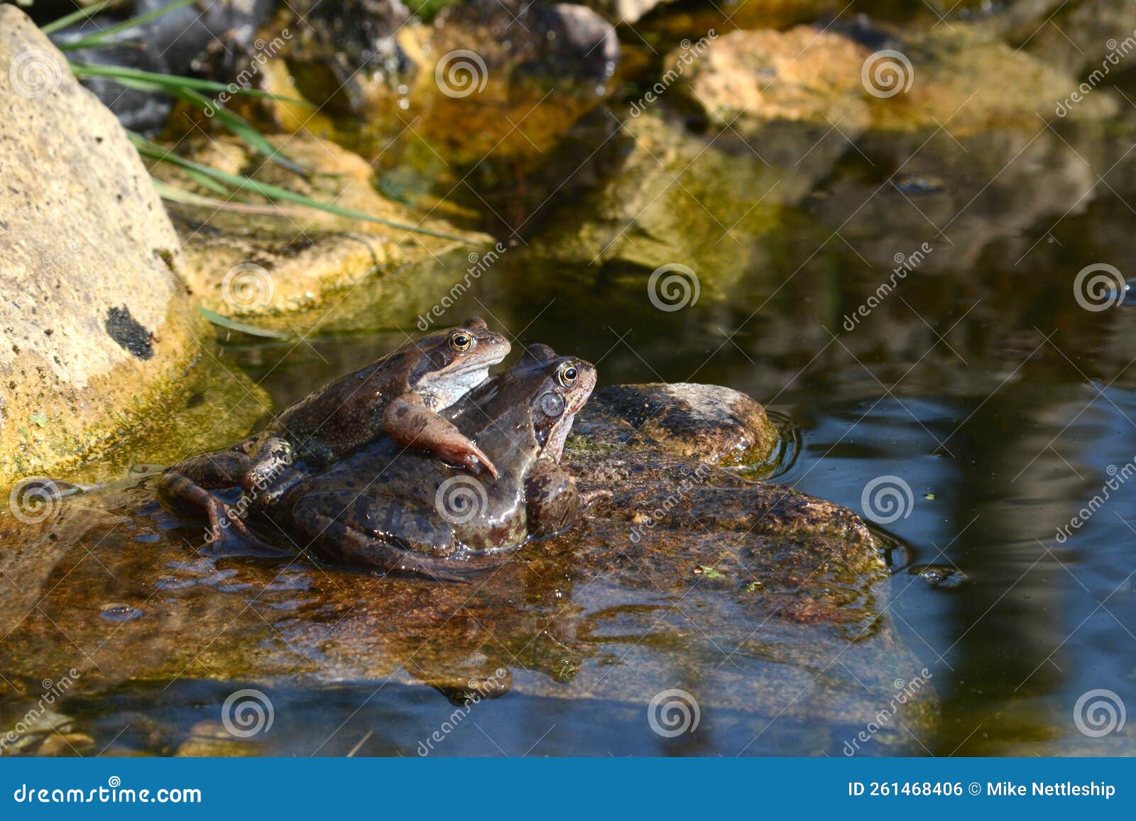 Common Frogs Mate In The Pond Royalty-Free Stock Photography