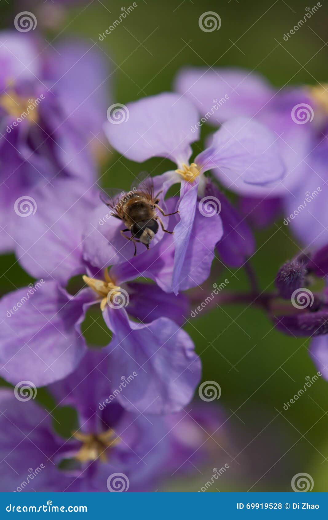 Common fruit fly stock photo. Image of orchid, space 69919528