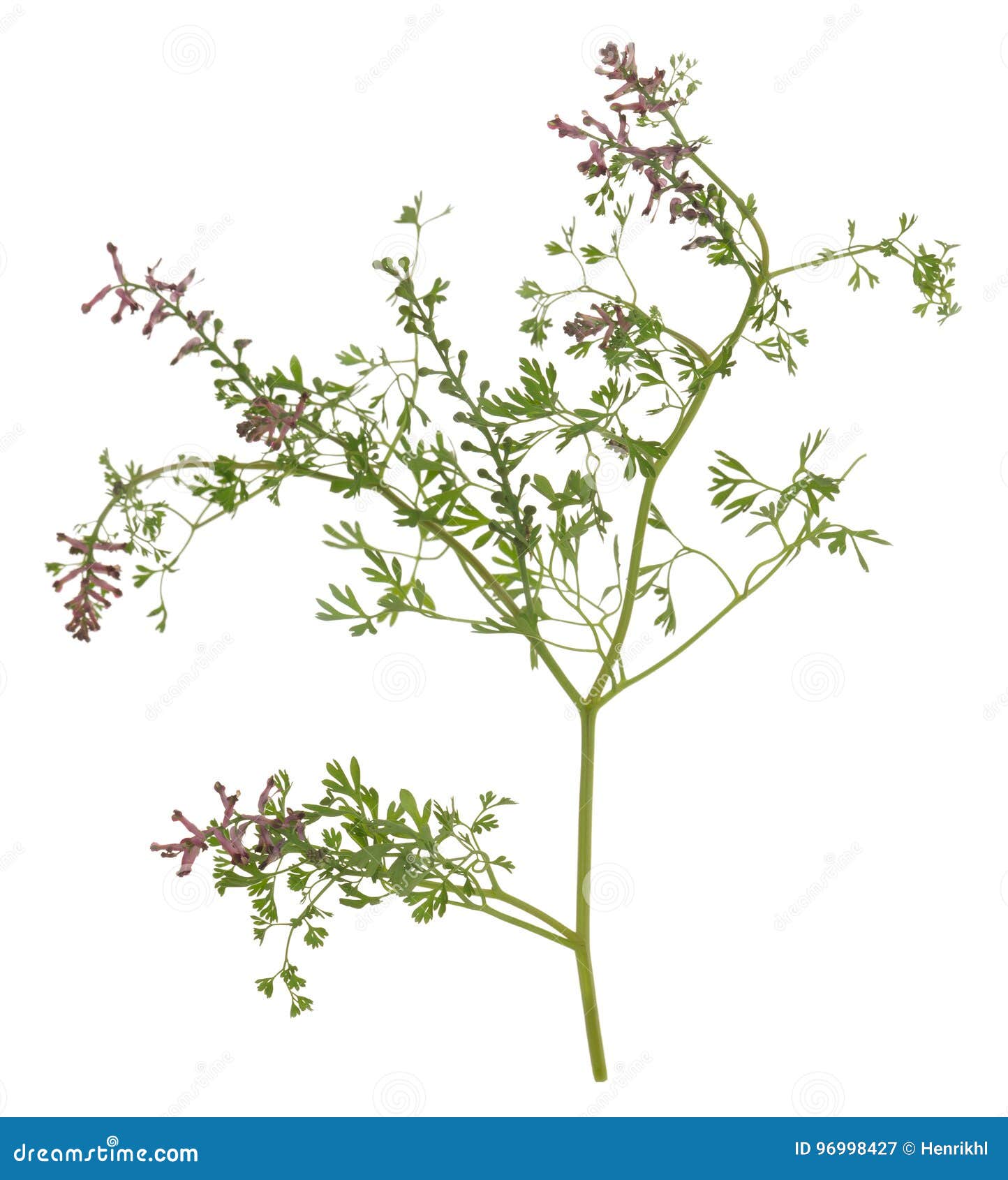 common fumitory, fumaria officinalis  on white background