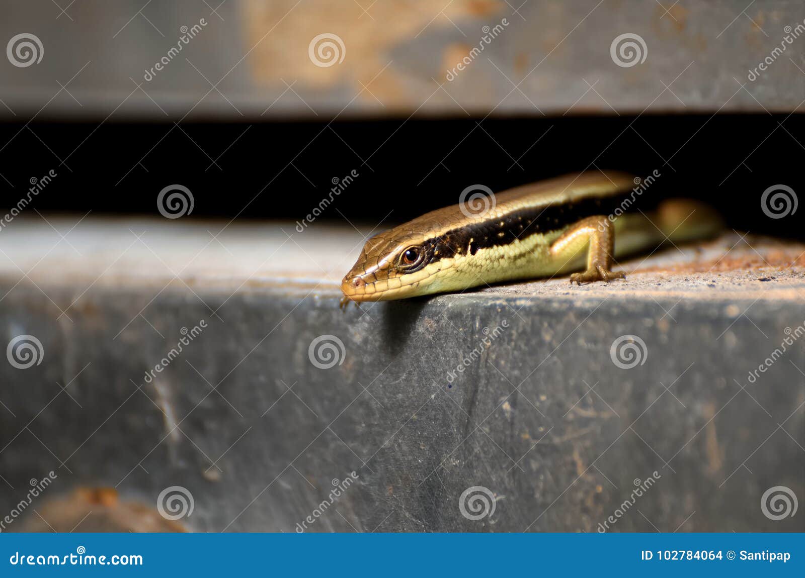 Common Garden Skink Portrait Stock Photo Image Of Life House