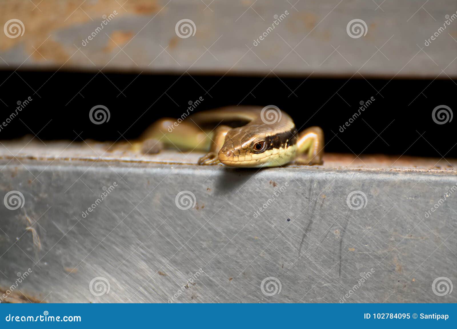 Common Garden Skink Portrait Stock Image Image Of Home