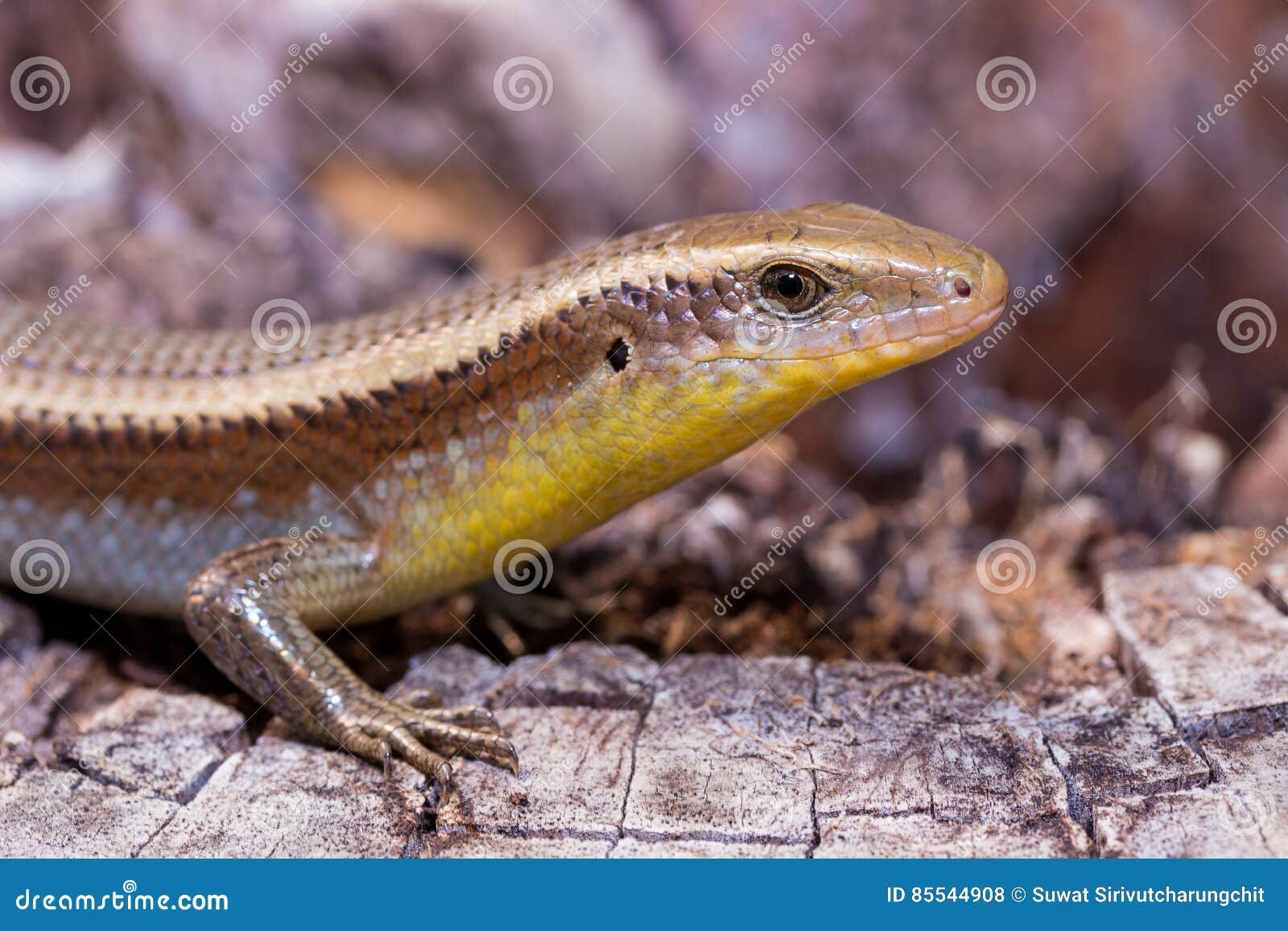 Common Garden Skink Stock Photo Image Of Stump Wildlife 85544908