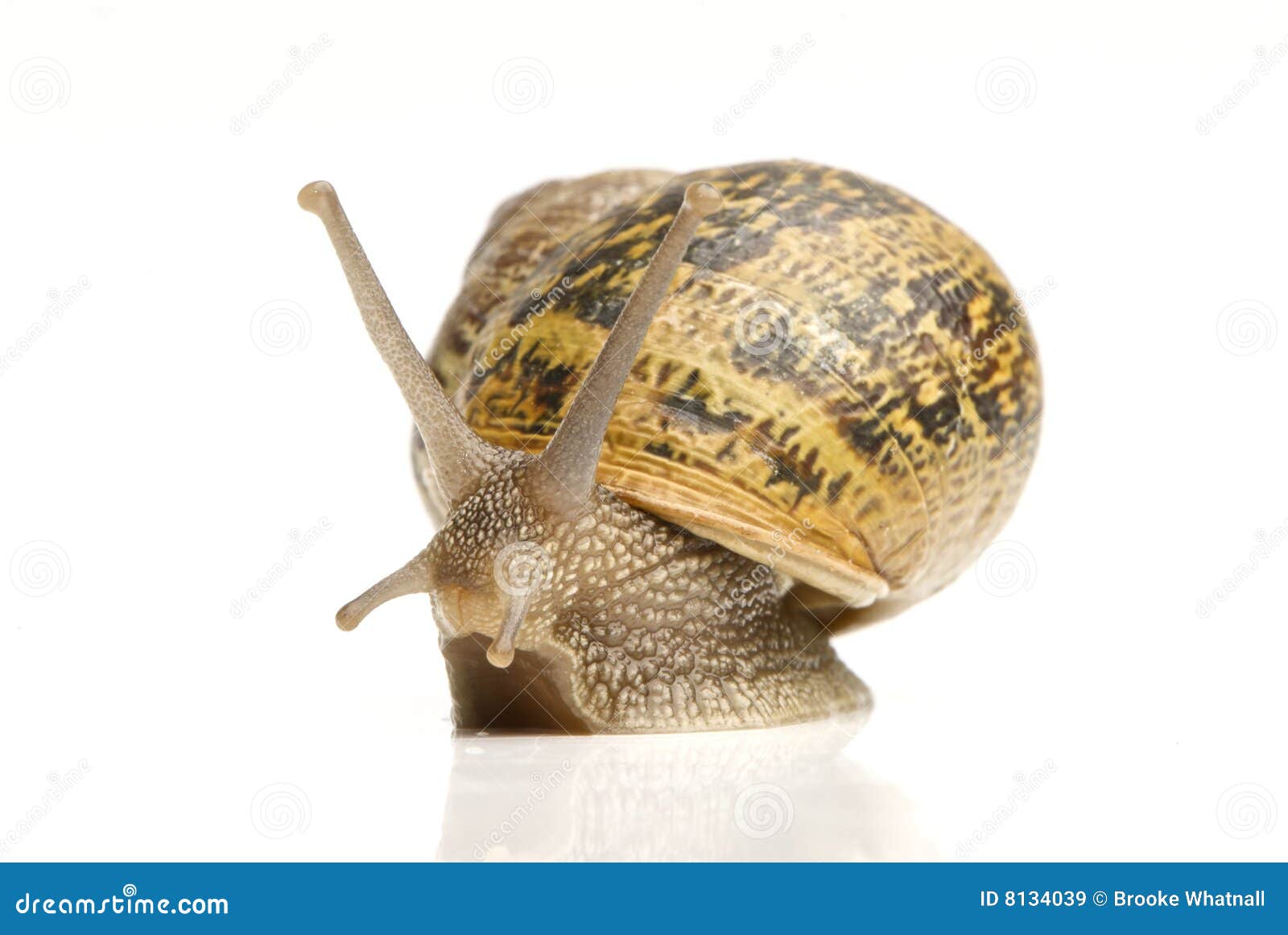 garden snail garden snail