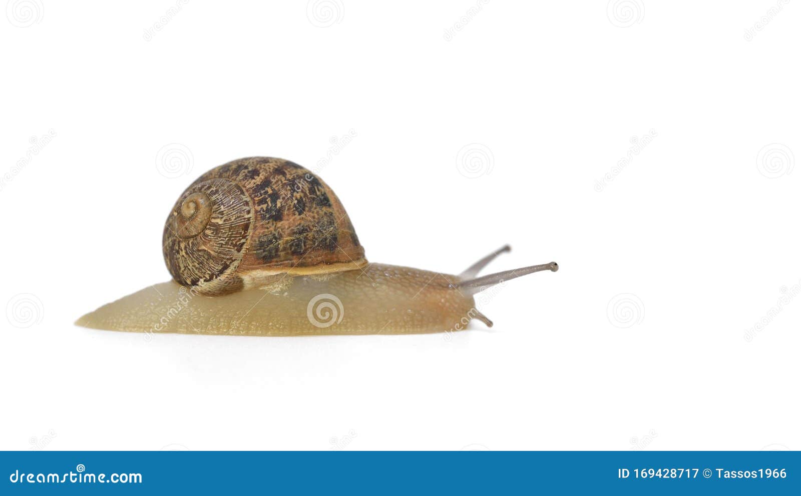 Common garden snail, Crete stock image. Image of brown 169428717