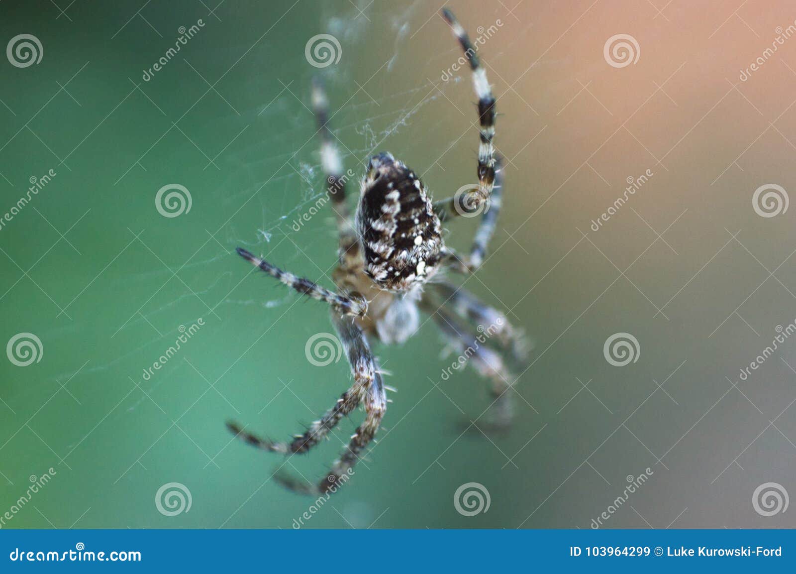 Common Garden Spider Stock Image Image Of Arthropod 103964299