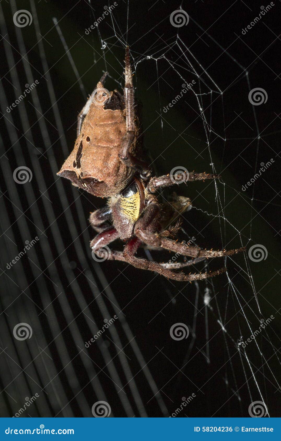 Common Garden Spider Eating on Cobweb Stock Photo Image of carnivore