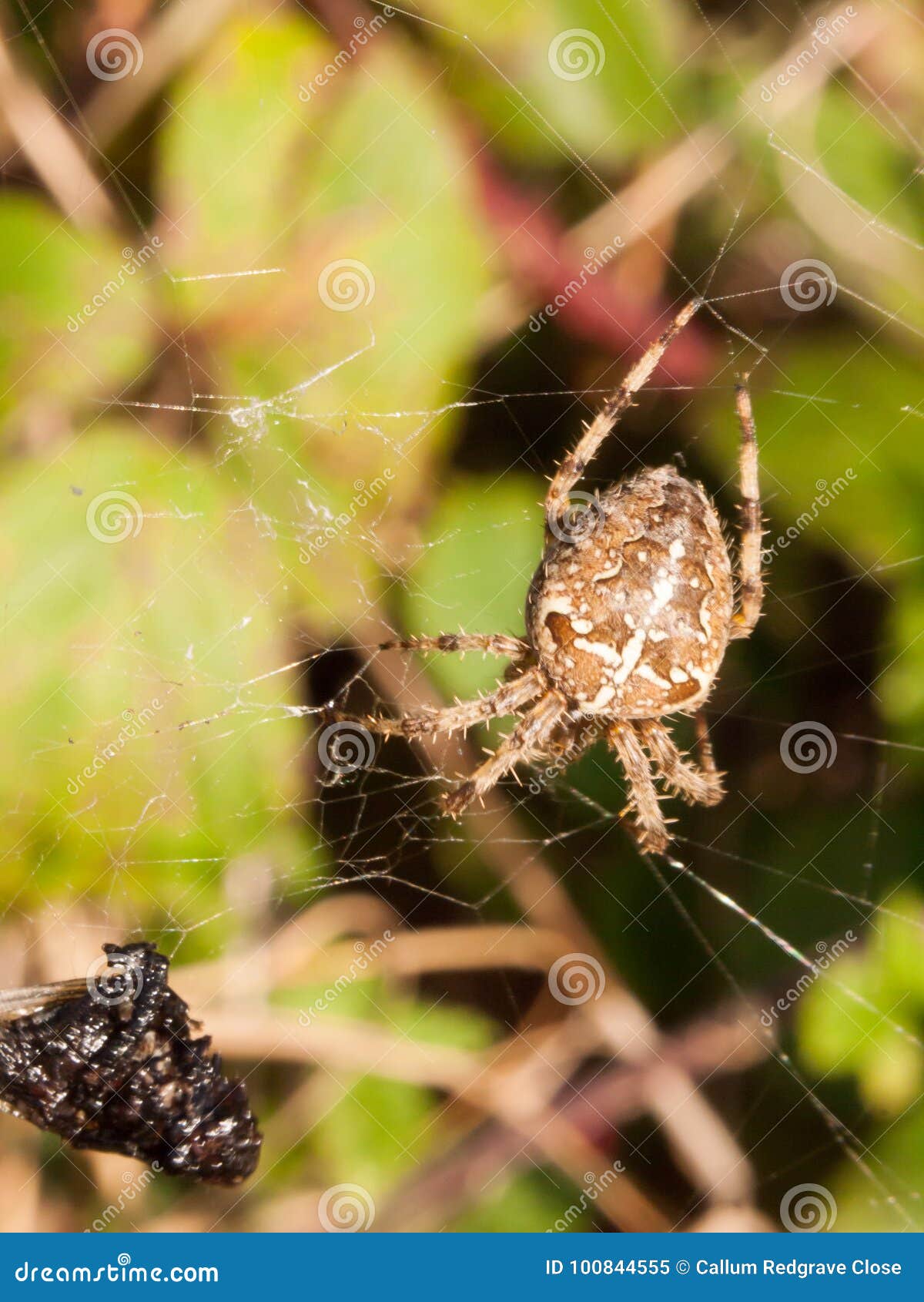 Common Garden Spider Hanging On Web Close Up Stock Image Image