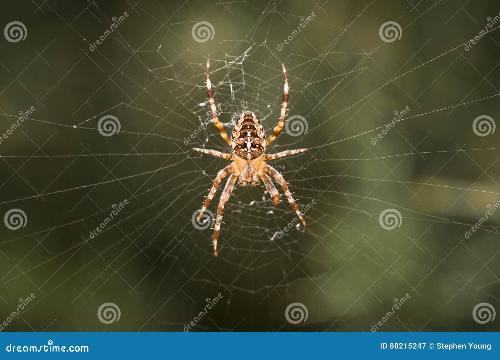 Common Garden Spider Stock Image Image Of Macro Down 80215247