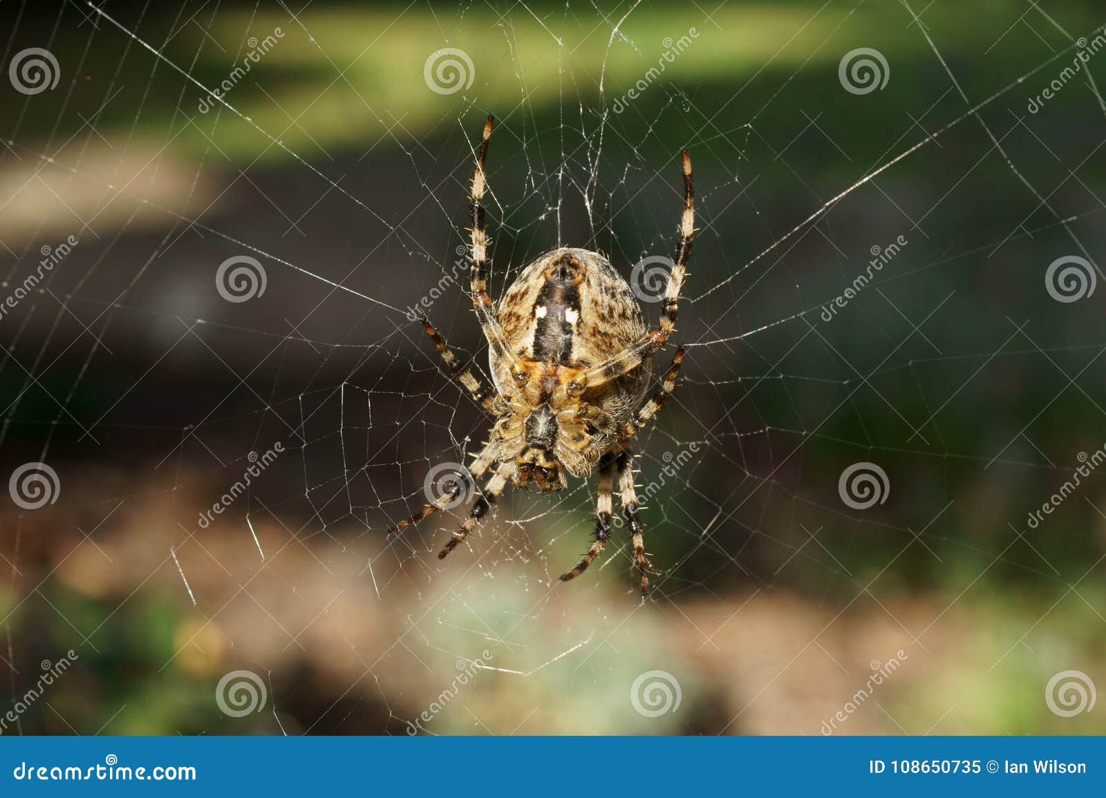 Common Garden Spider Stock Image Image Of Pinfoldphotos 108650735