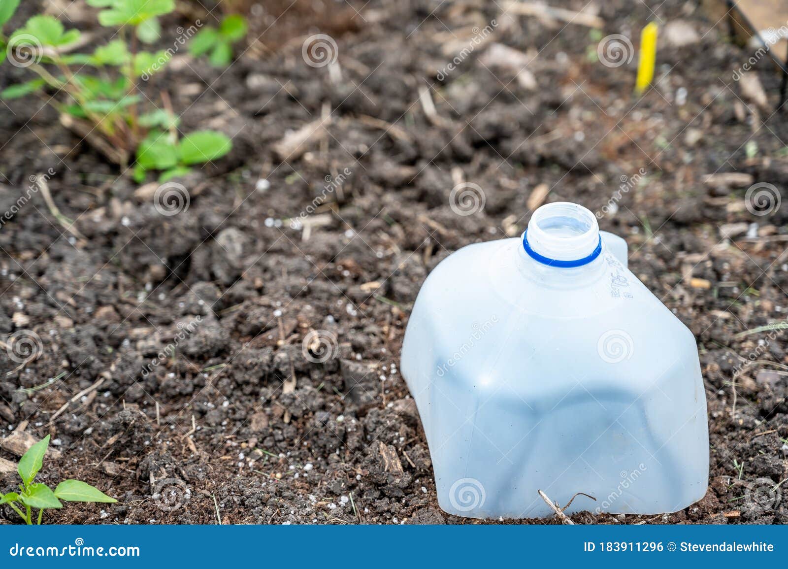 plastic milk jug cut in half to cover garden plants to protect from pests
