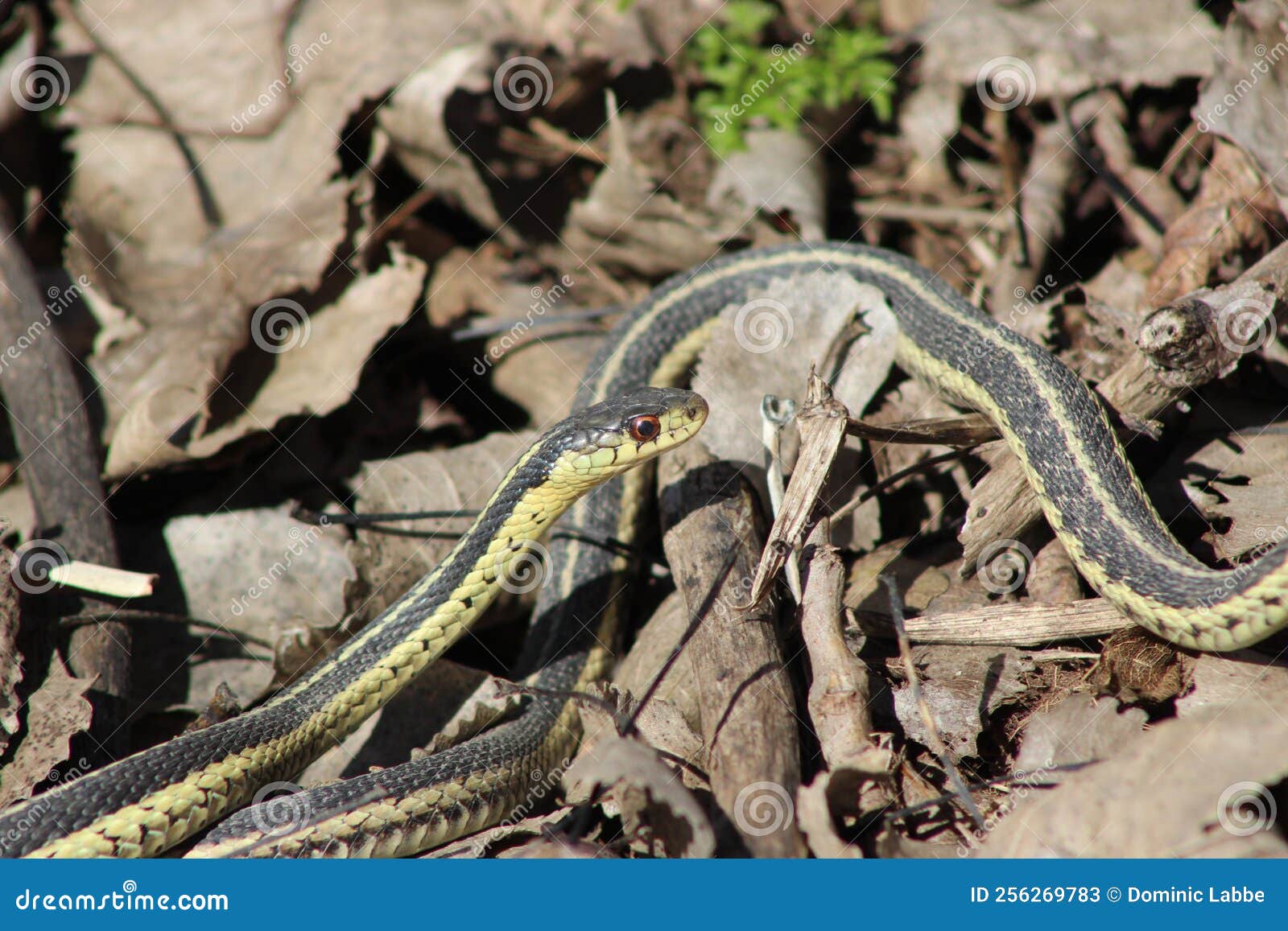 Common Garter Snake stock image. Image of garter, snake 256269783