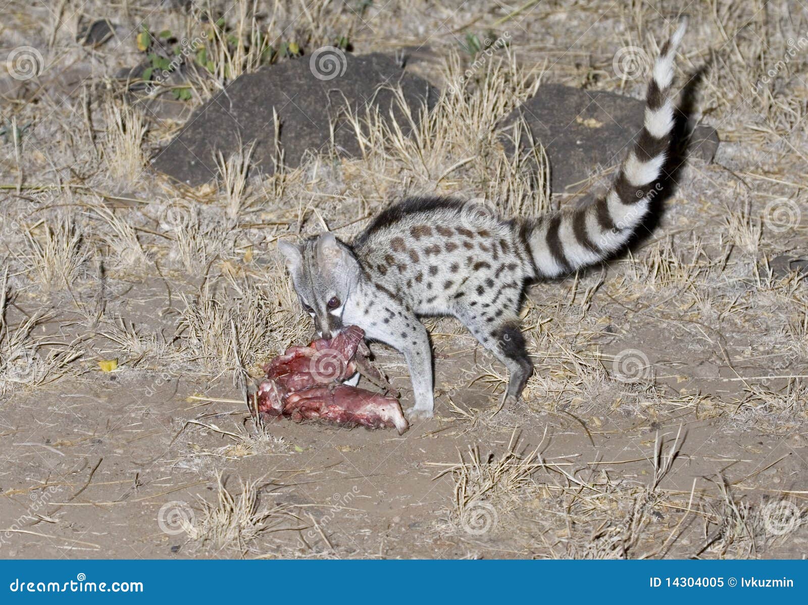 Common Eating A Bait Royalty Free Stock Photo Image 14304005