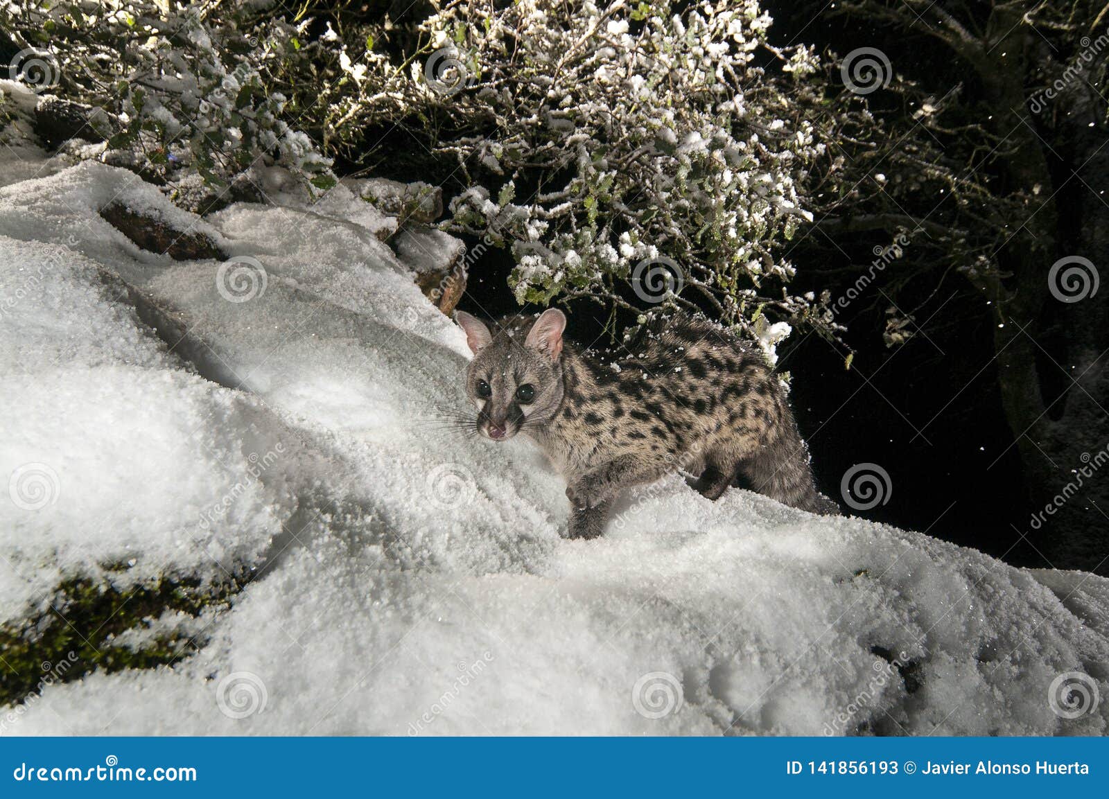 common genet - genetta genetta, walking on a rock with snow