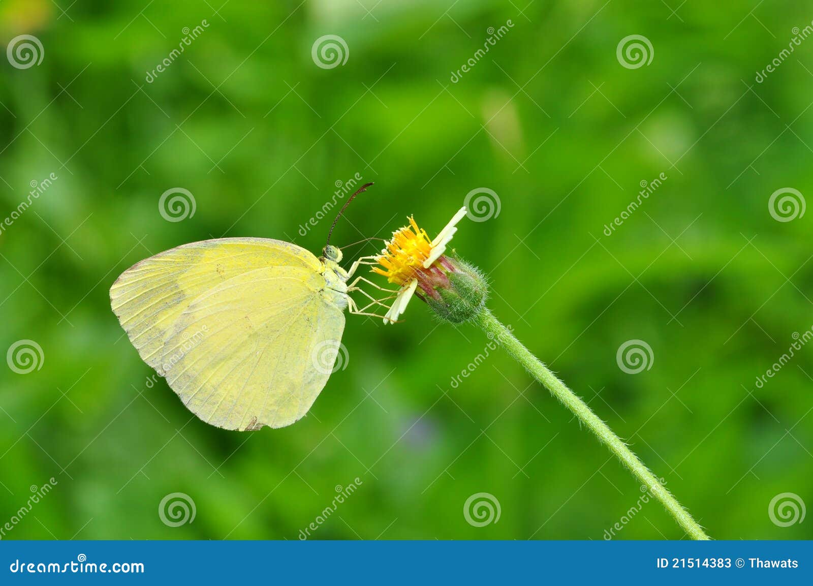 Wet Common Grass Yellow Butterfly RoyaltyFree Stock Photography