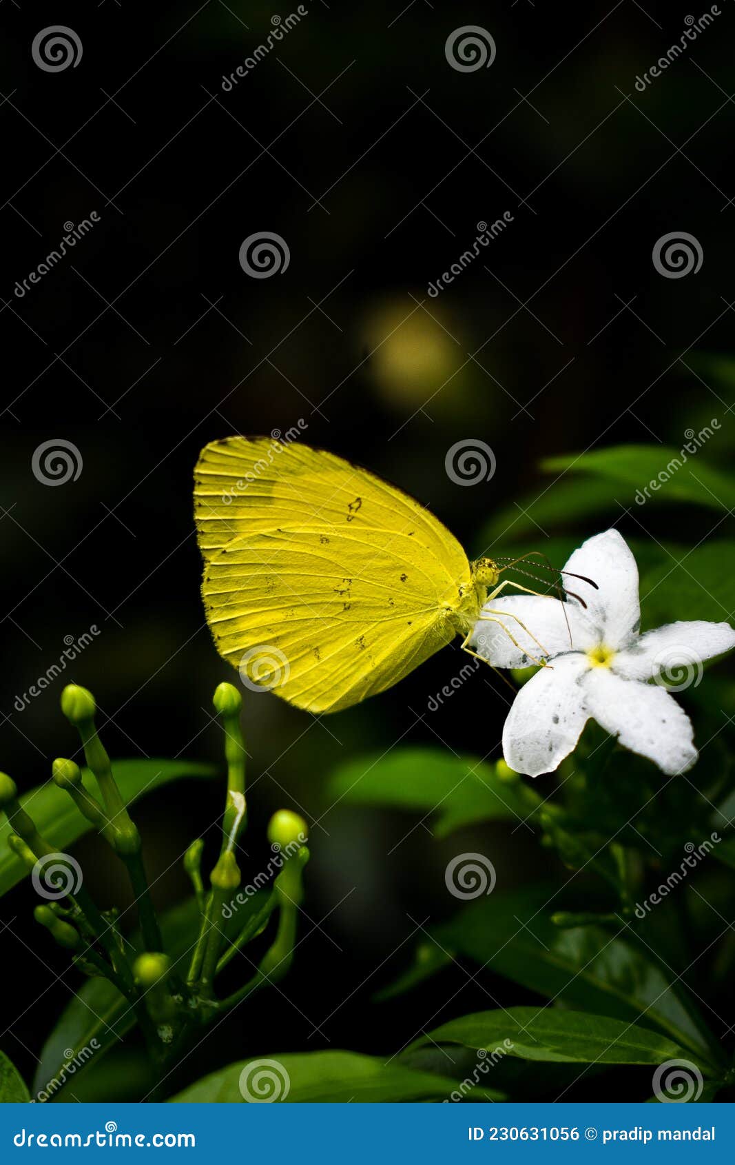 Common Grass Yellow Butterfly Stock Photo Image of invertebrate