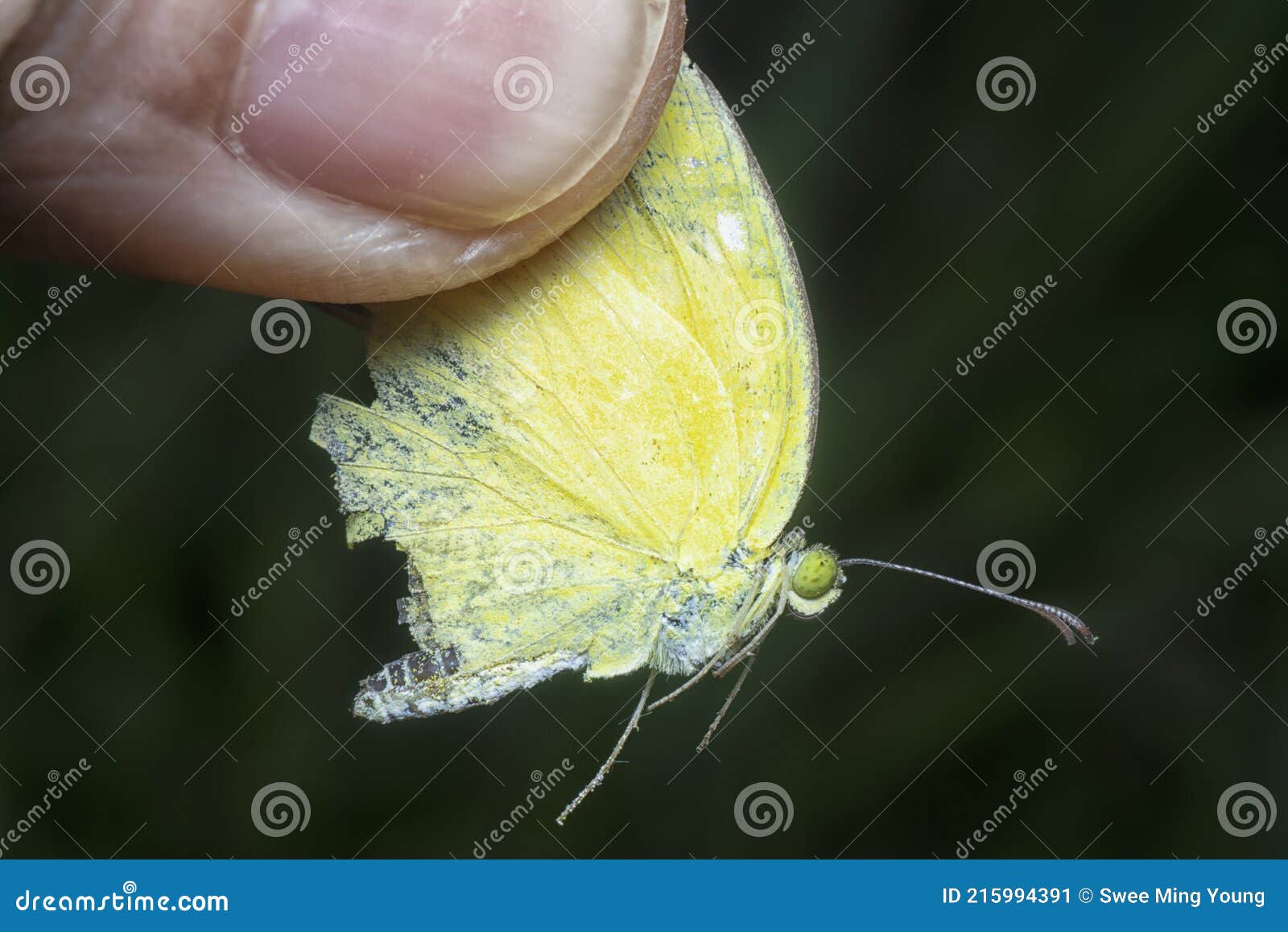 The Common Grass Yellow Butterfly Stock Image Image of insect, garden