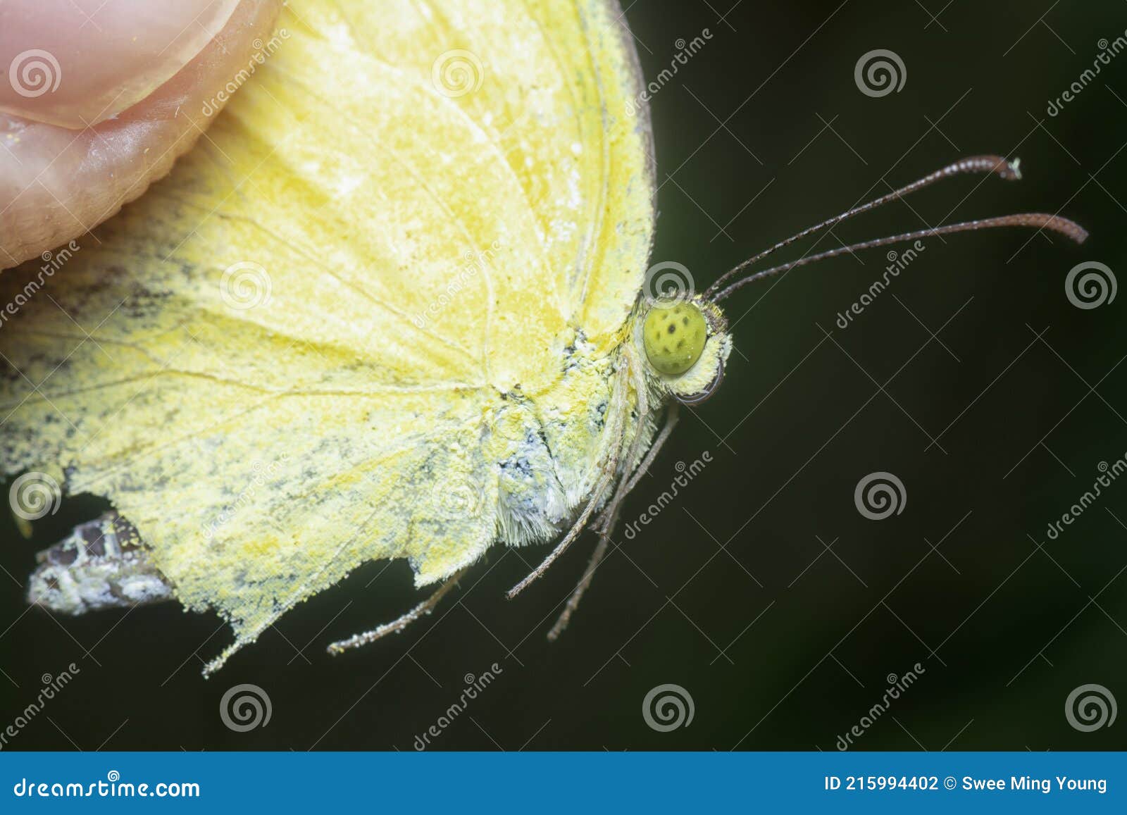 The Common Grass Yellow Butterfly Stock Photo Image of beautiful