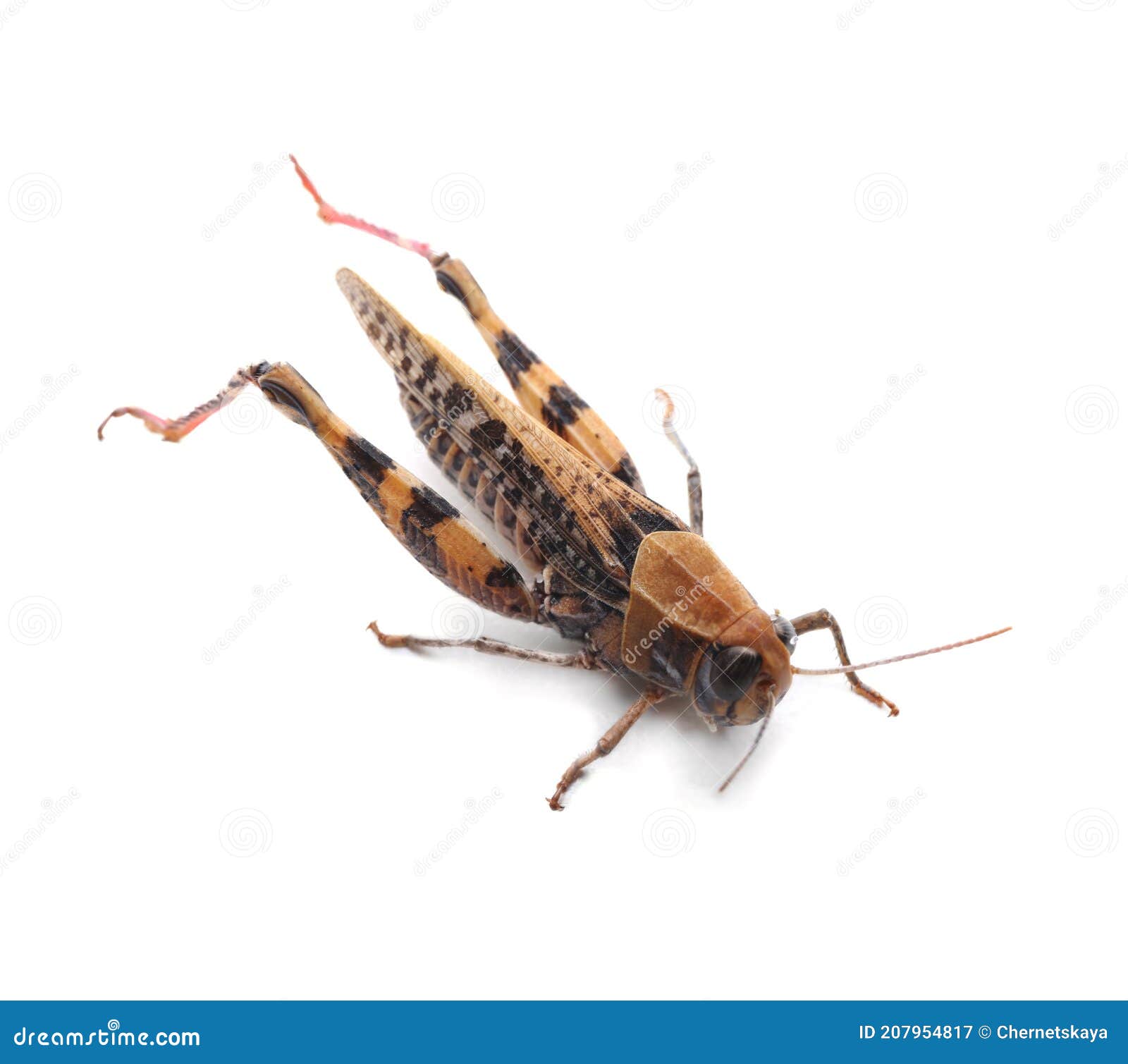 common grasshopper  on white. wild insect
