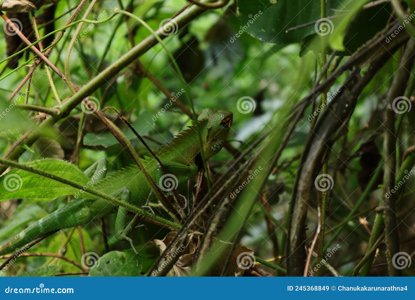 a common green forest lizard walking