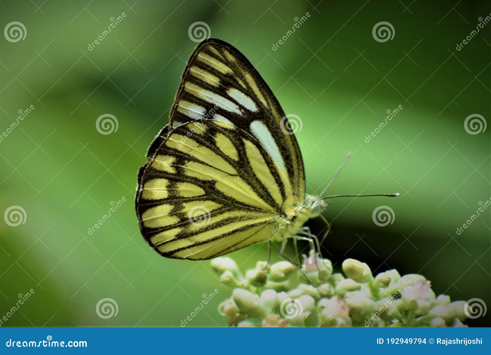 common gull butterfly cepora nerissa
