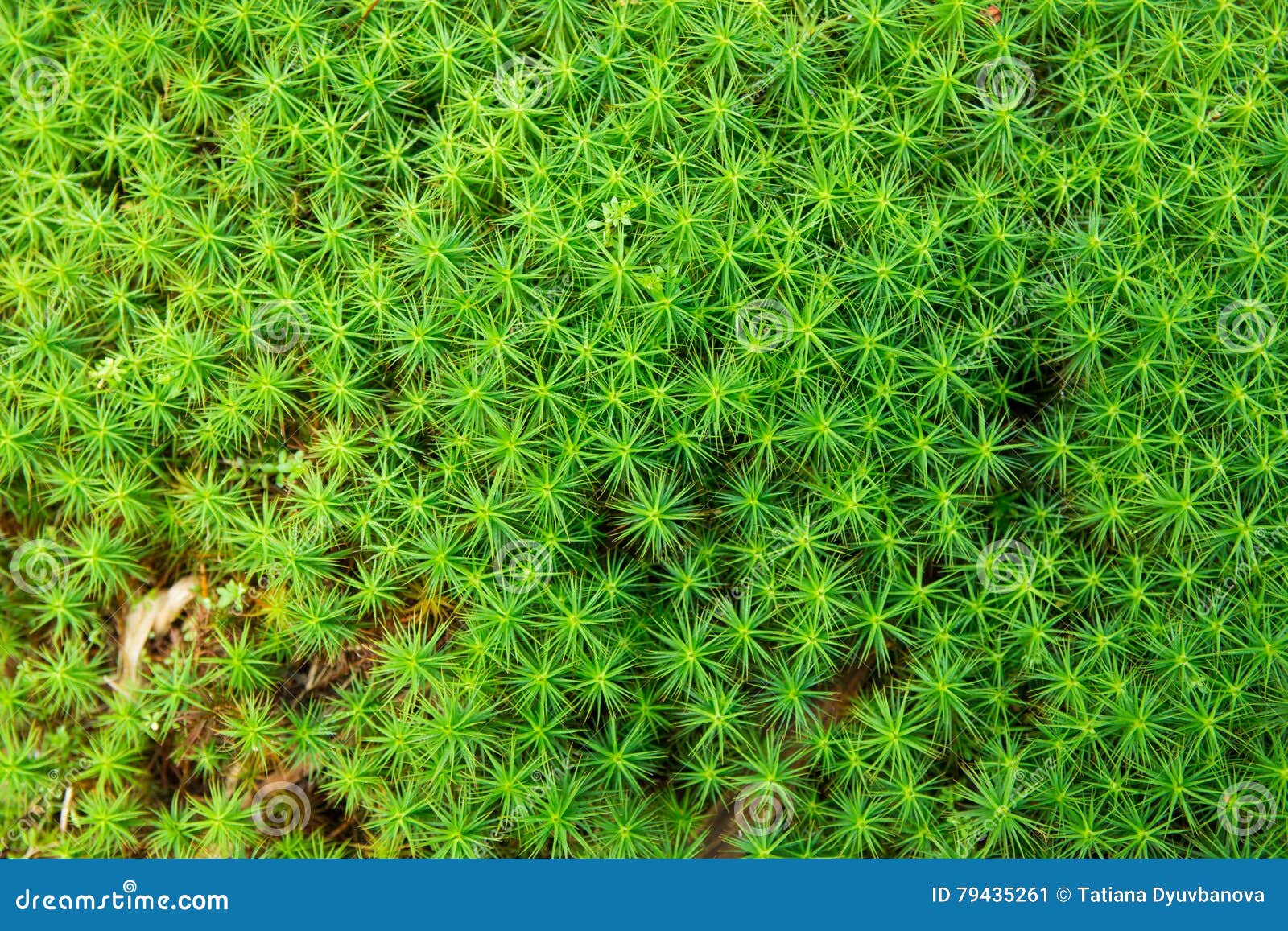 Common Haircap Moss in the Forest Stock Image Image of background