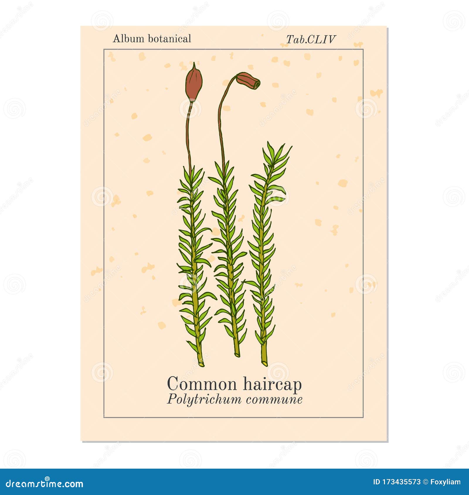 haircap download free haircap download free