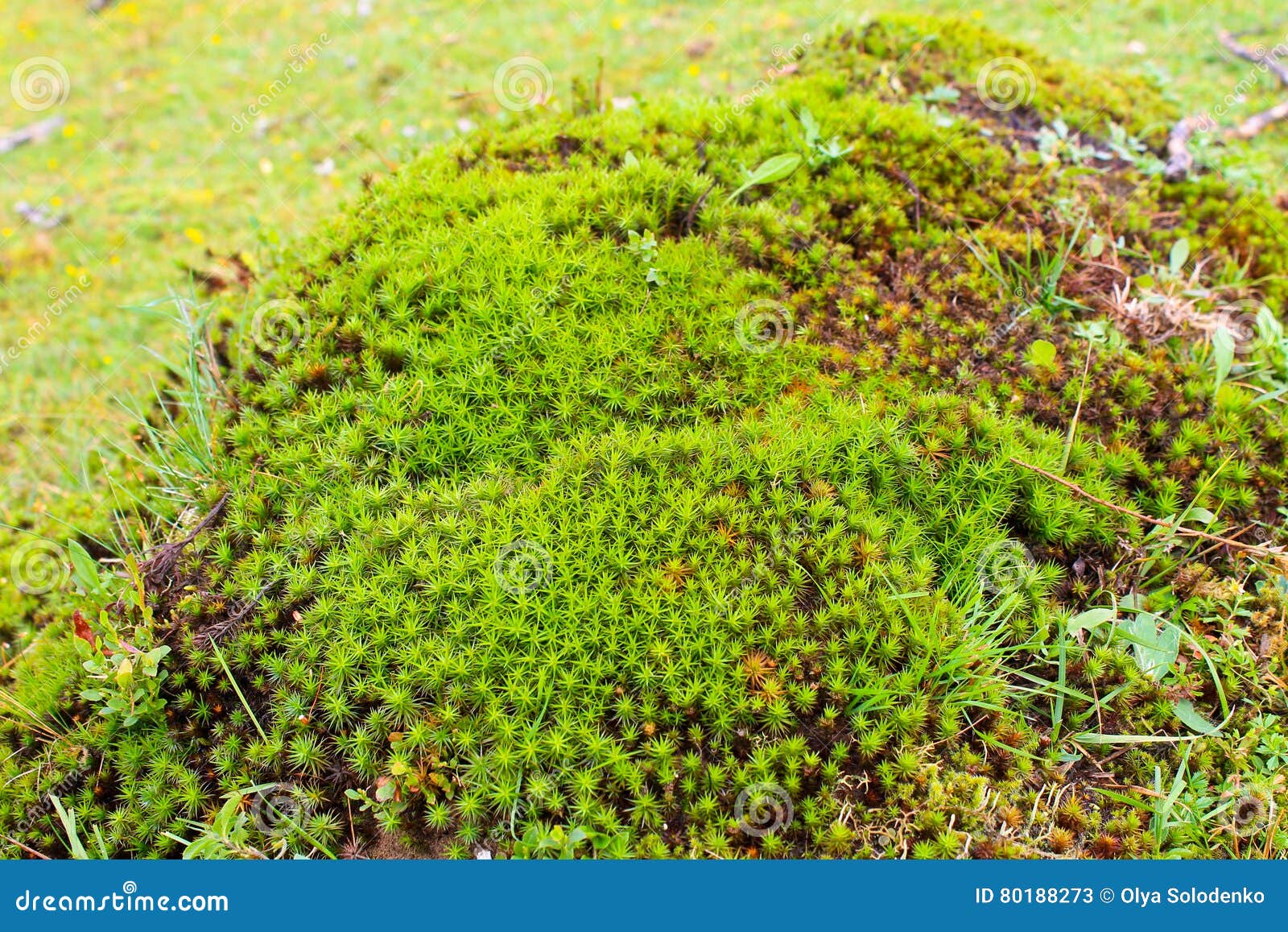 Common Haircap Moss, Star Moss (Polytrichum Commune) Stock Image