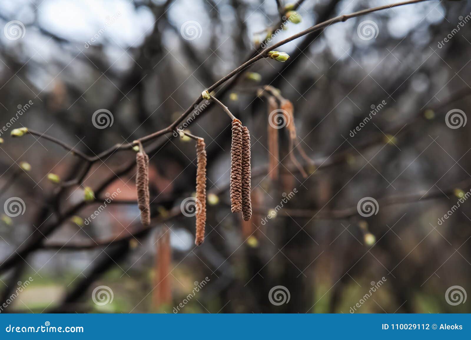 common hazel catkins in april corylus avellana