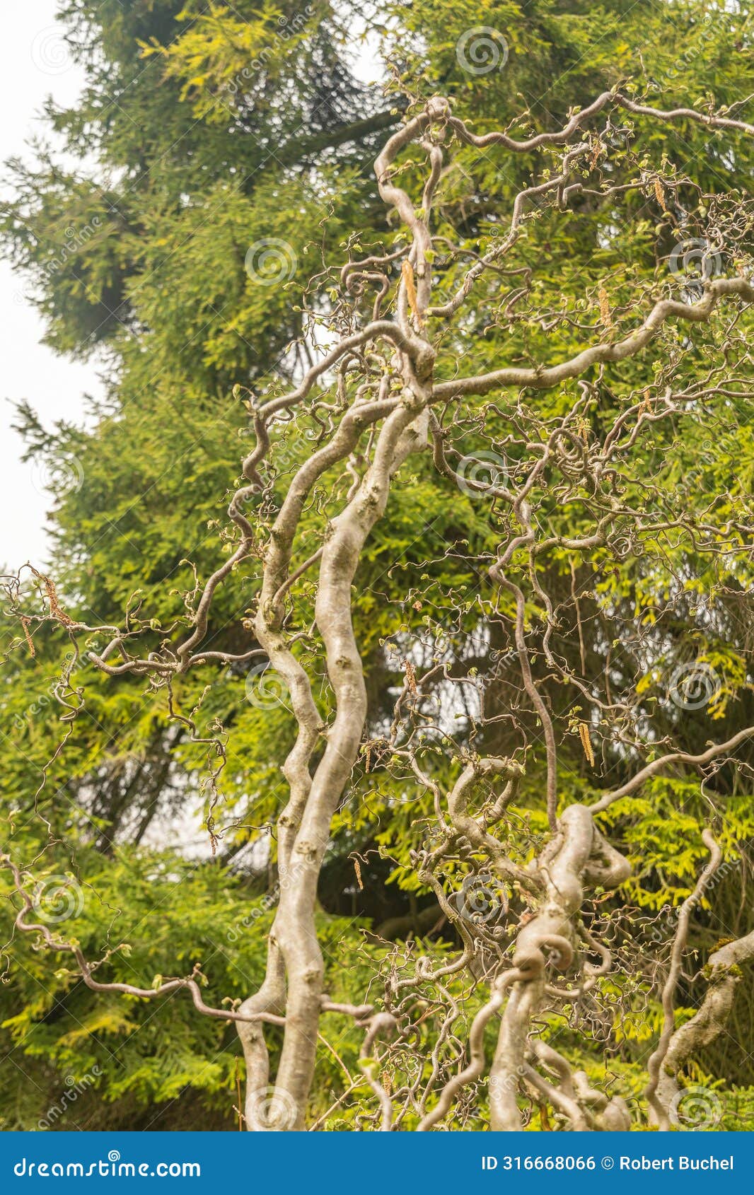 common hazel or corylus avellana tree in zurich in switzerland