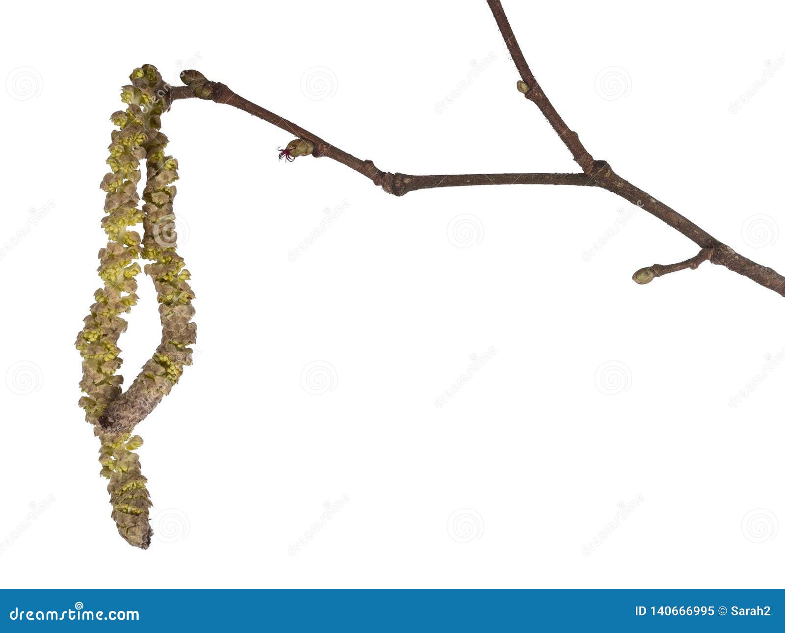 common hazel tree twig with male and female catkins  on white background. corylus avellana, monoecious plant.