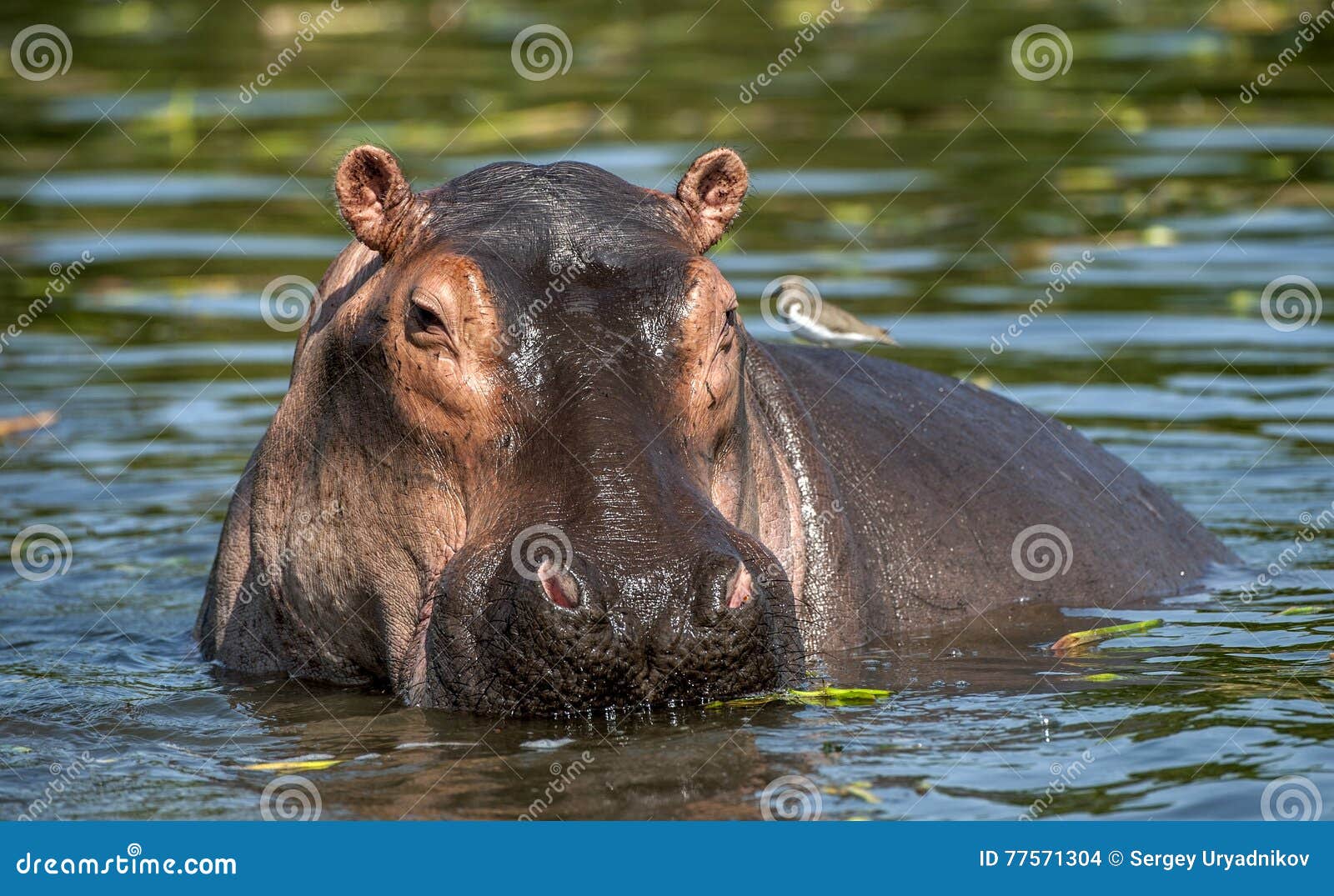 common hippopotamus in the water.