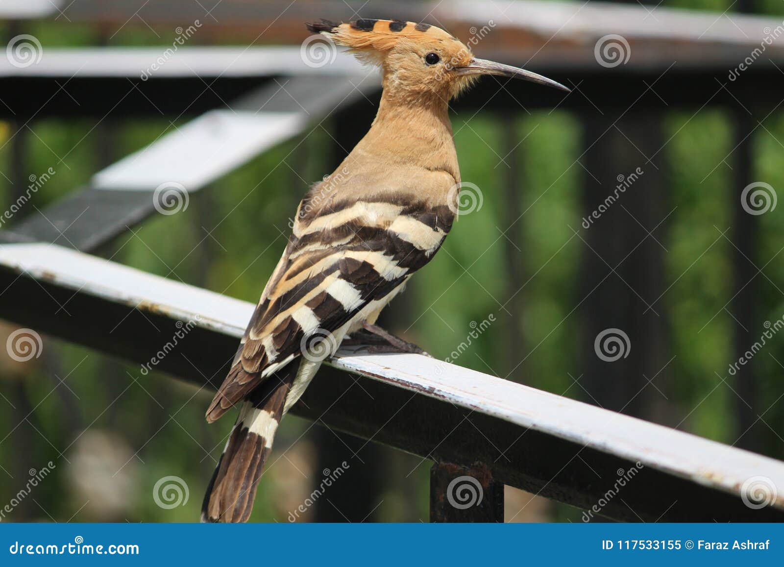 Common hoopoe stock image. Image of bird, park, kashmir 117533155