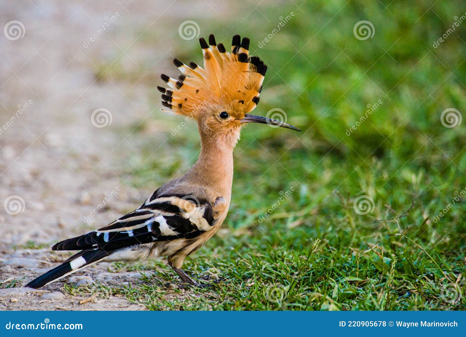 1,141 Kaziranga National Park Stock Photos - Free & Royalty-Free Stock Photos from Dreamstime 1,141 Kaziranga National Park Stock Photos - Free & Royalty-Free Stock Photos from Dreamstime