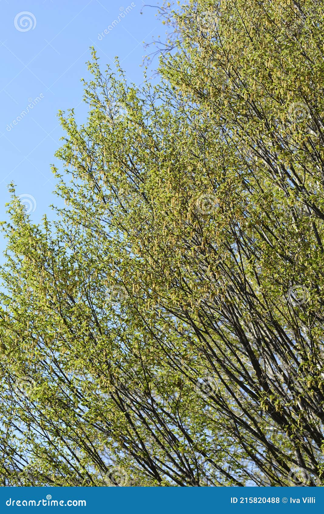 Common hornbeam stock photo. Image of branch, betulus 215820488