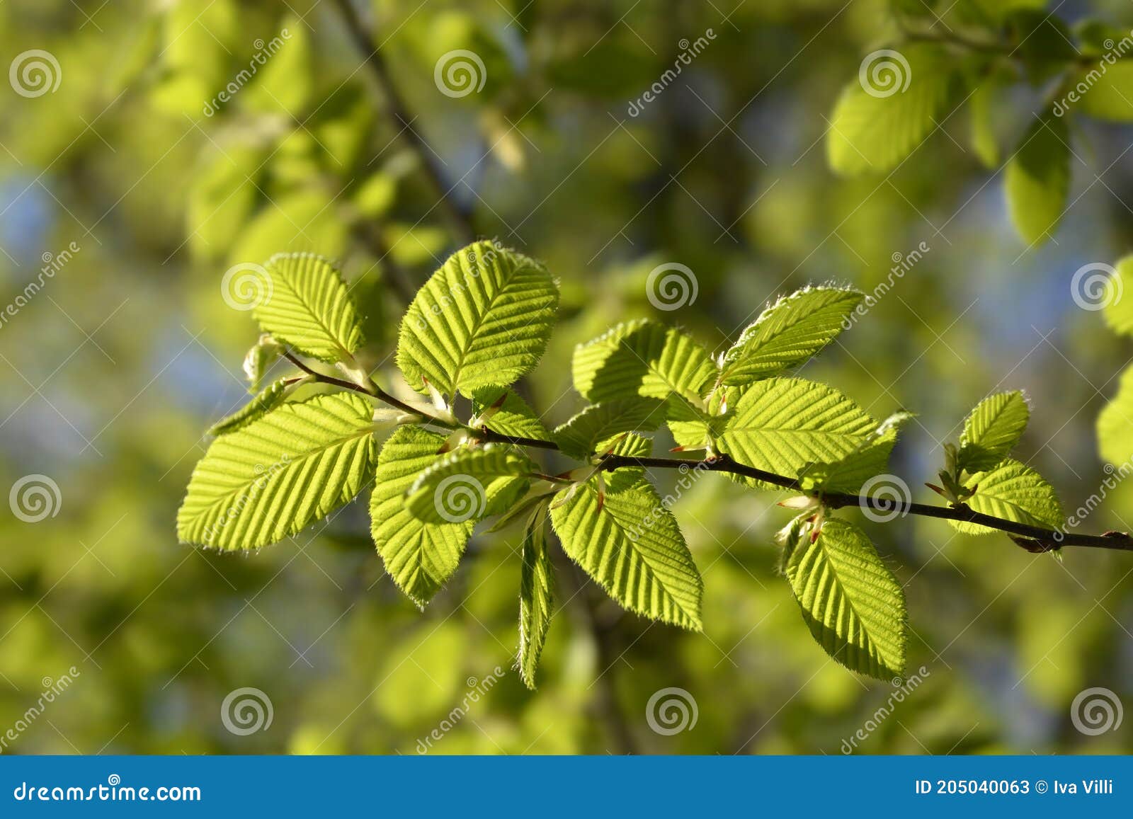 Common hornbeam stock image. Image of spring, white 205040063