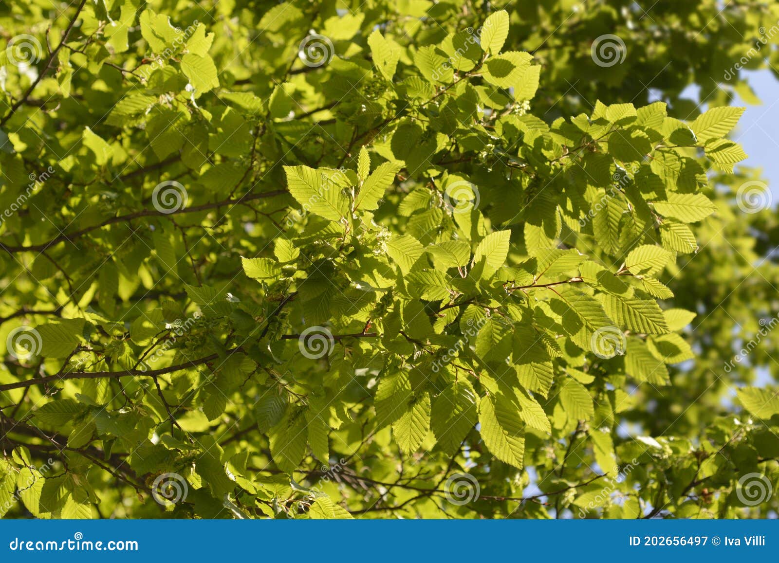Common hornbeam stock image. Image of green, carpinus 202656497
