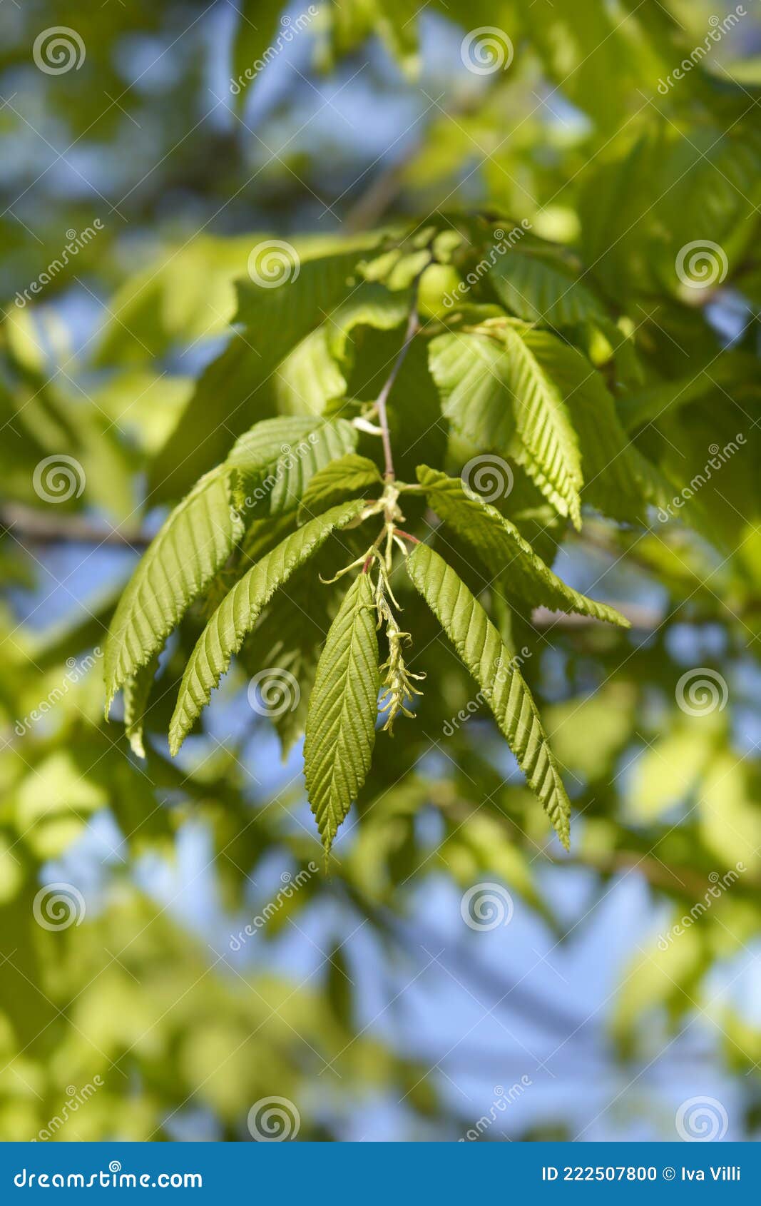 Common hornbeam stock photo. Image of hornbeam, outdoors 222507800