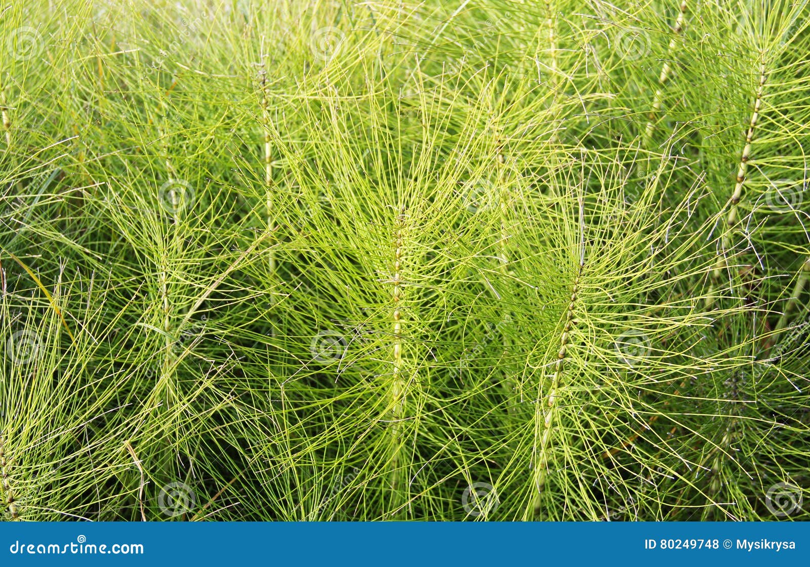 Common horsetail stock photo. Image of arvense, growing 80249748