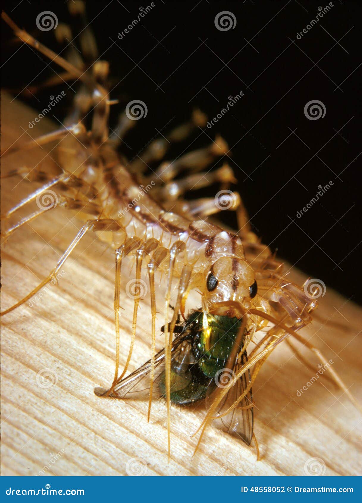 401 House Centipede Stock Photos - Free & Royalty-Free Stock Photos from  Dreamstime