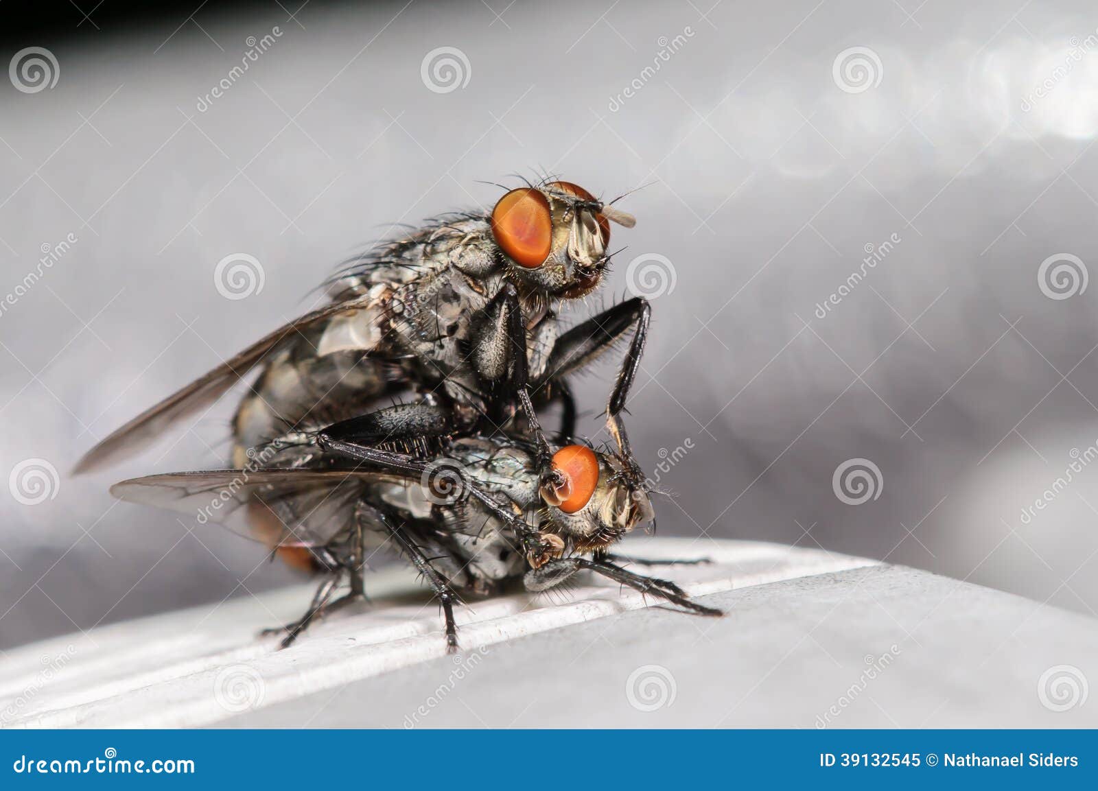 Common House Flies Mating stock image. Image of macro 39132545