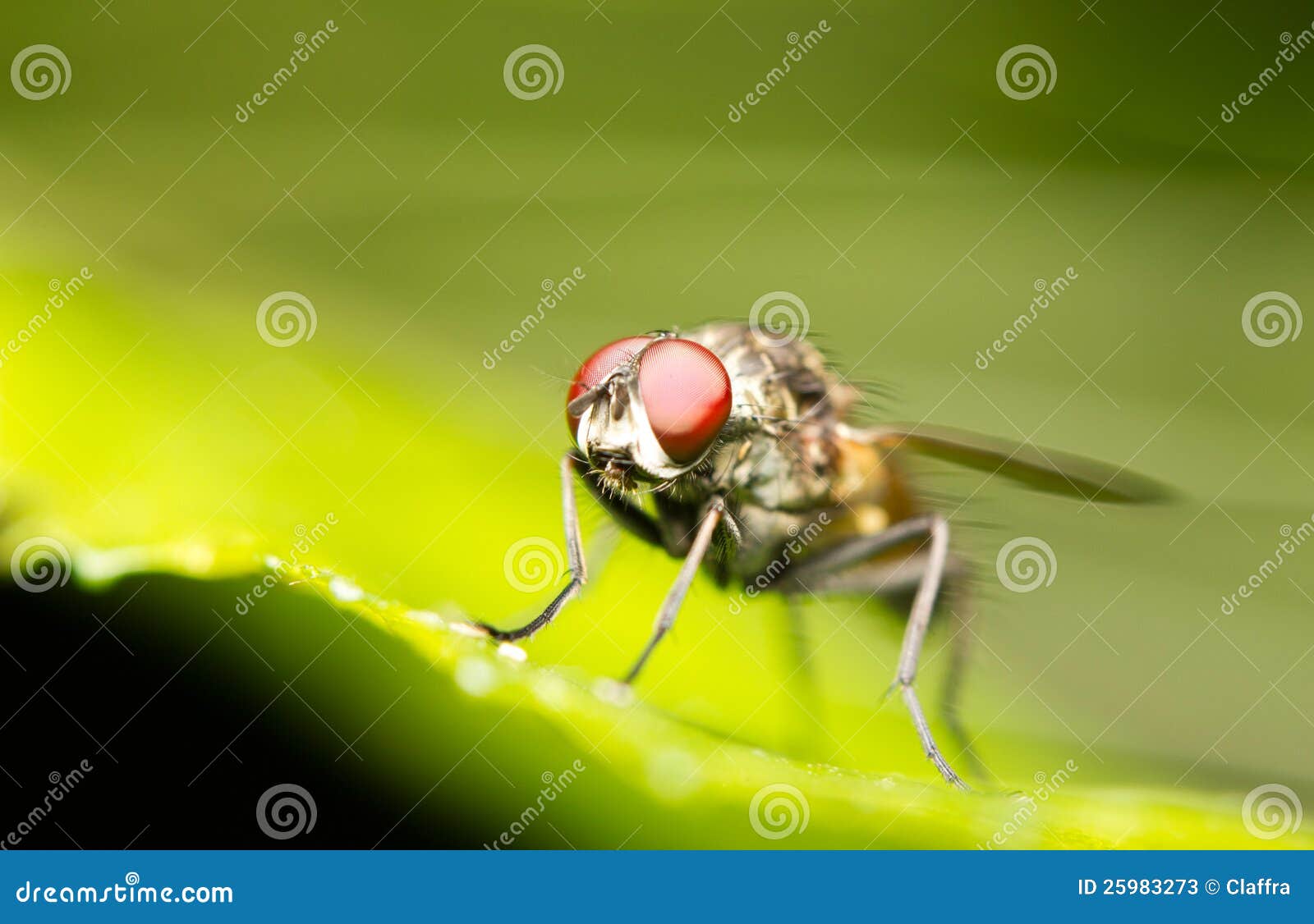 Common house fly stock image. Image of isolate, macro 25983273