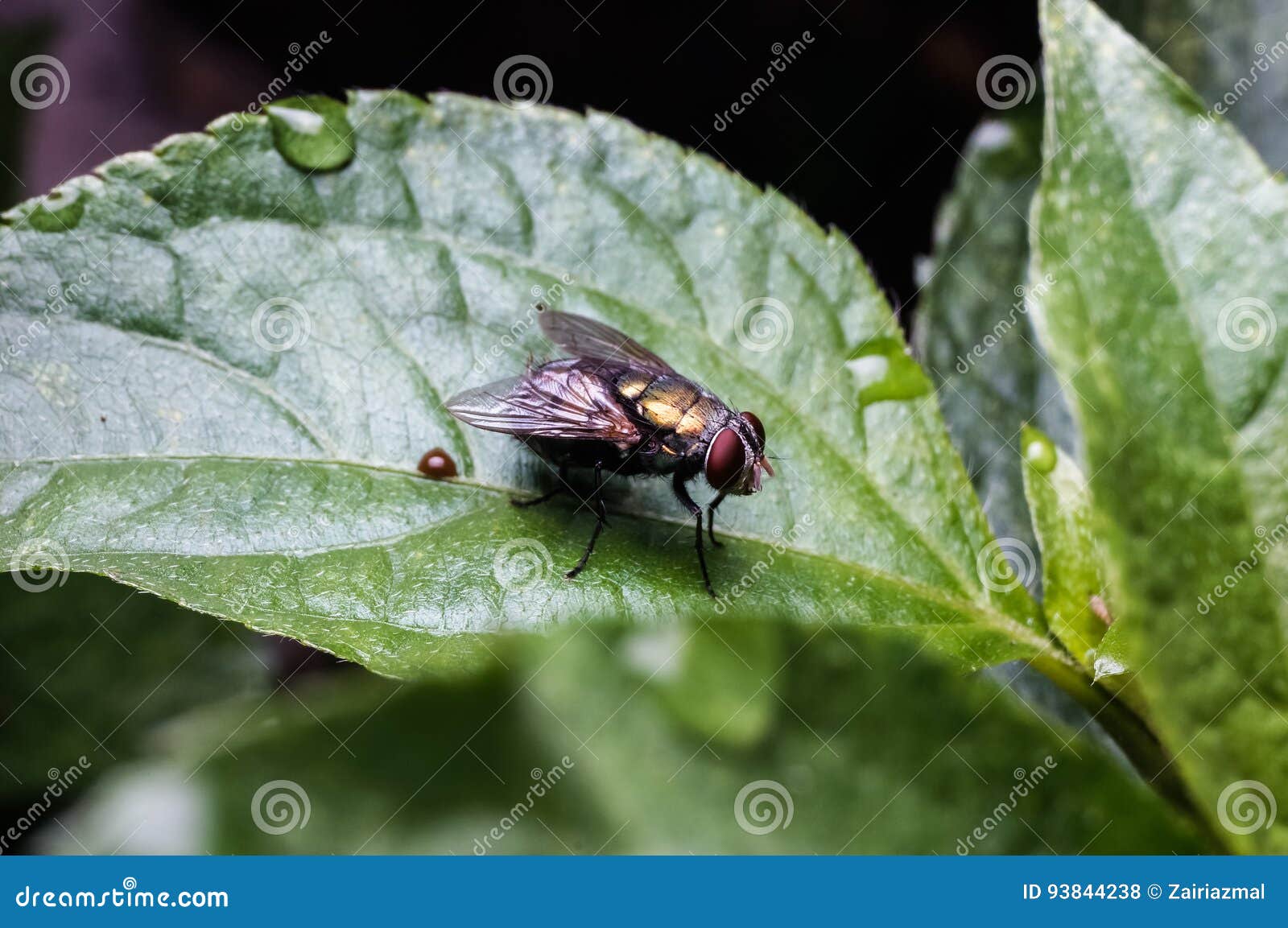 Common house fly stock photo. Image of compound, biology 93844238