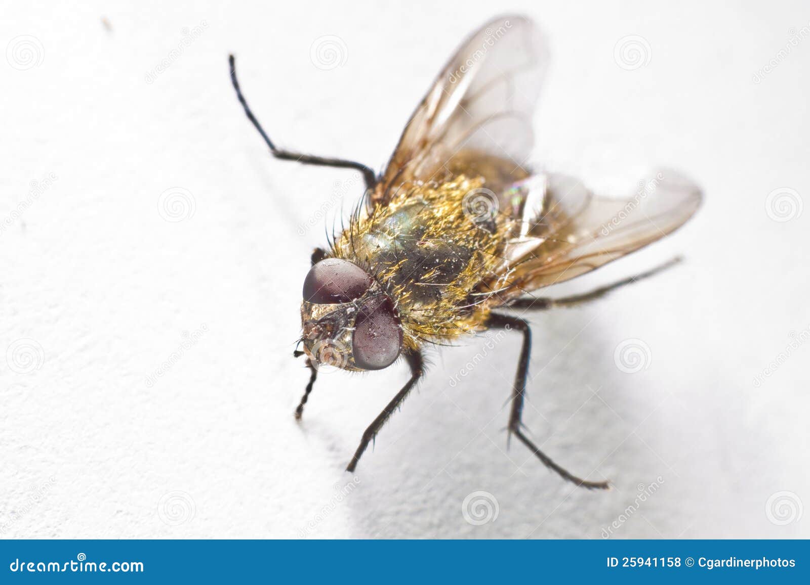 Common House Fly Macro. A closeup on a common house fly.