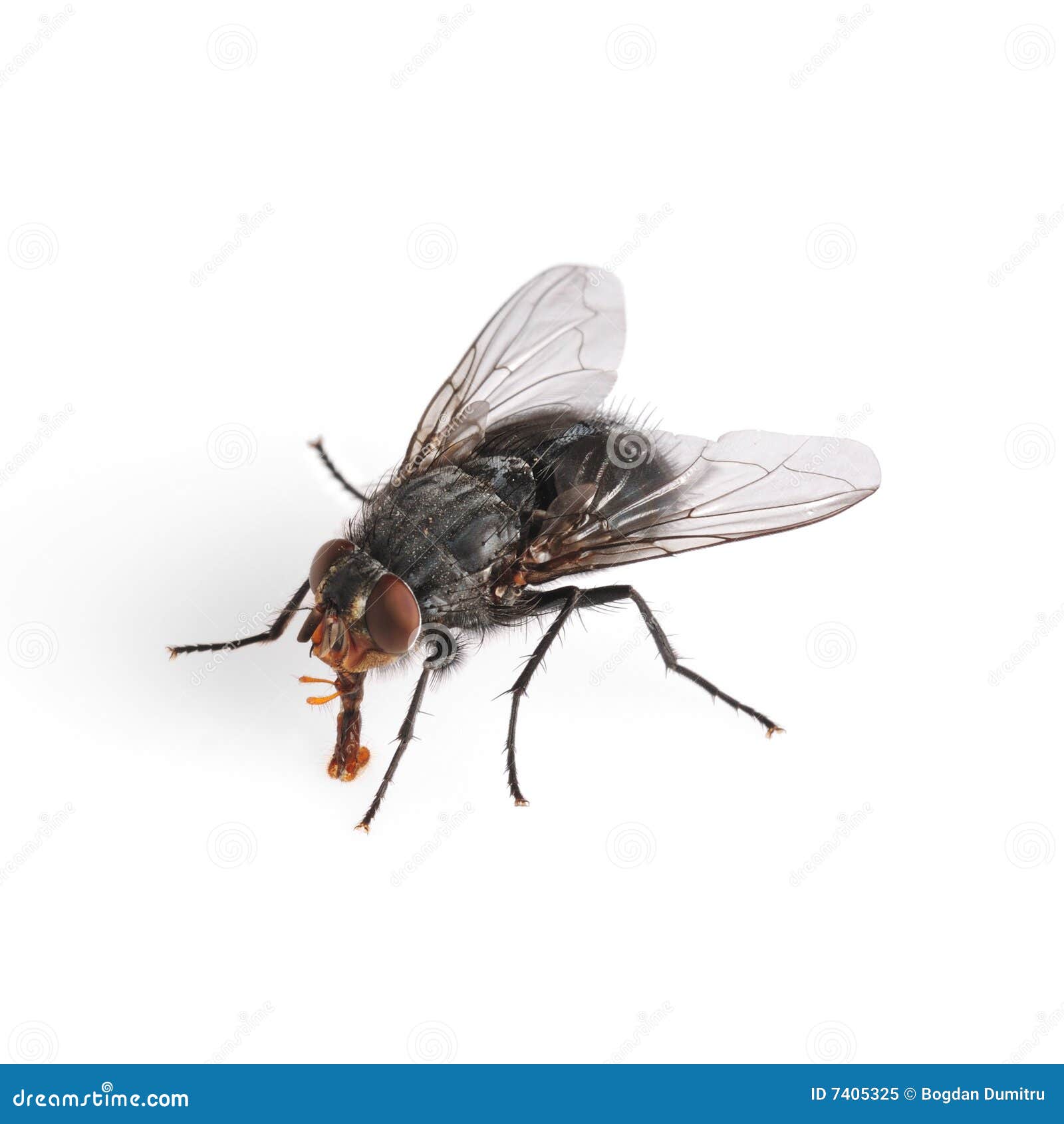 common house fly macro