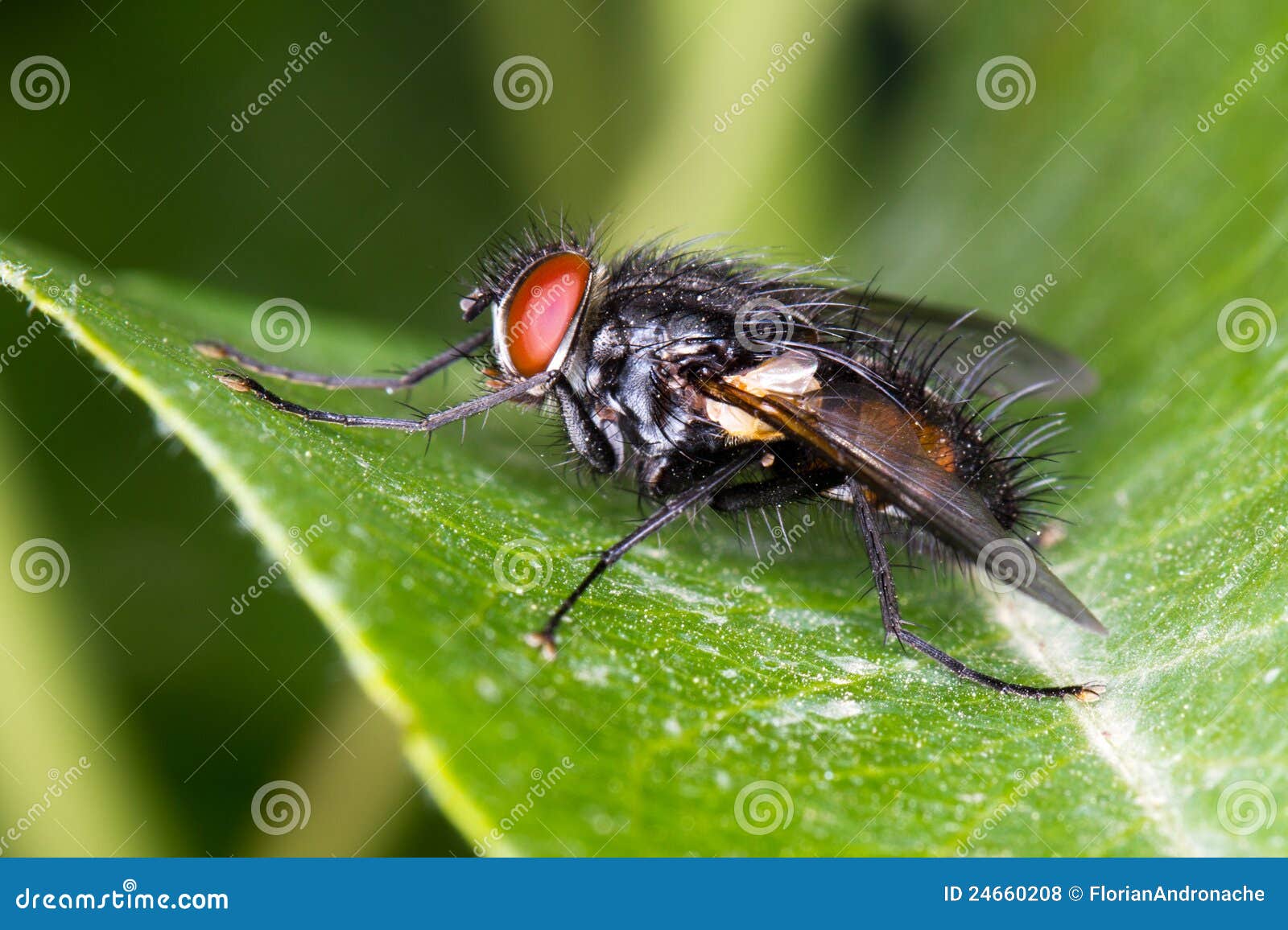 common house fly (musca domestica) on a green leaf