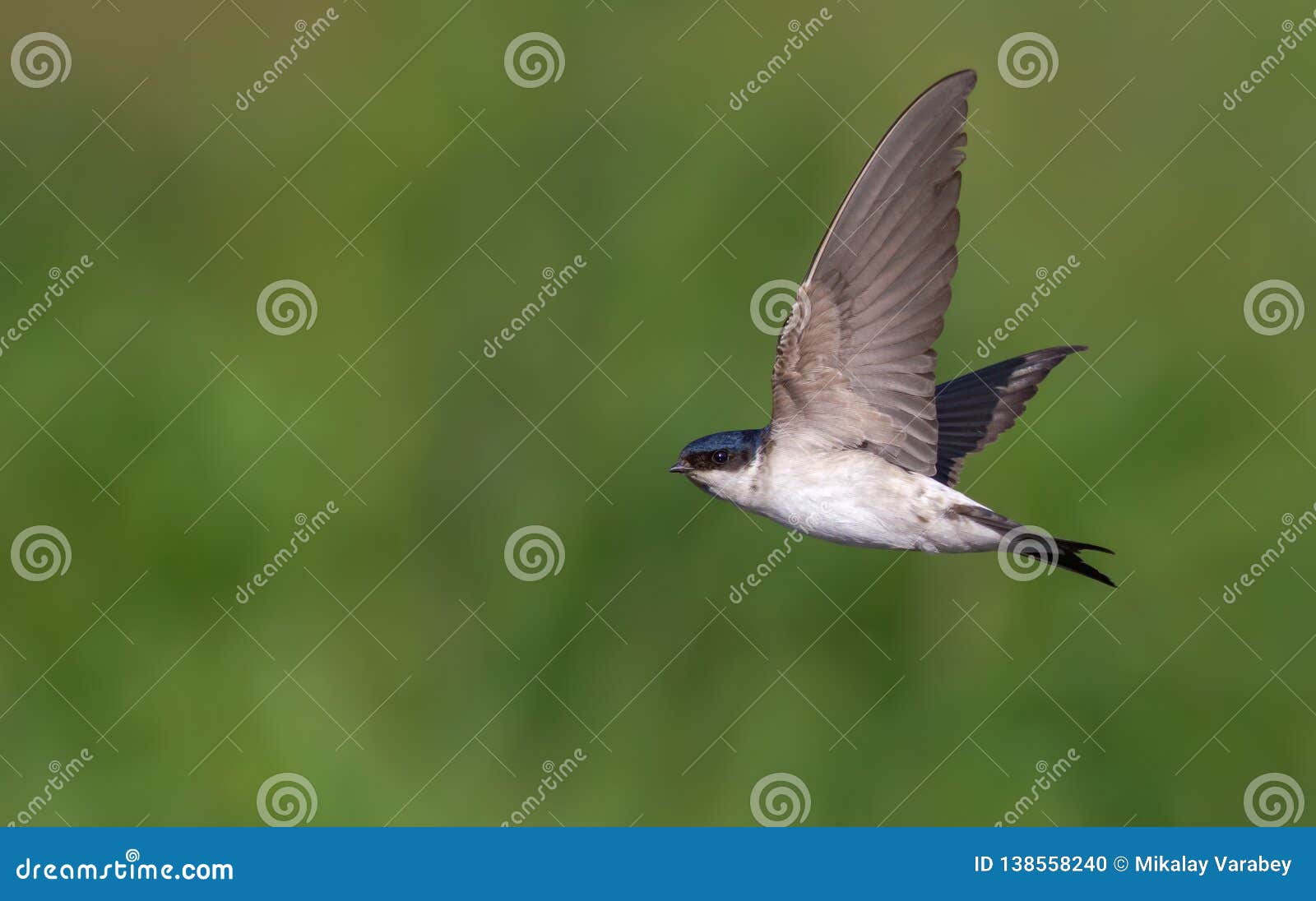 common house martin swift flying on green background