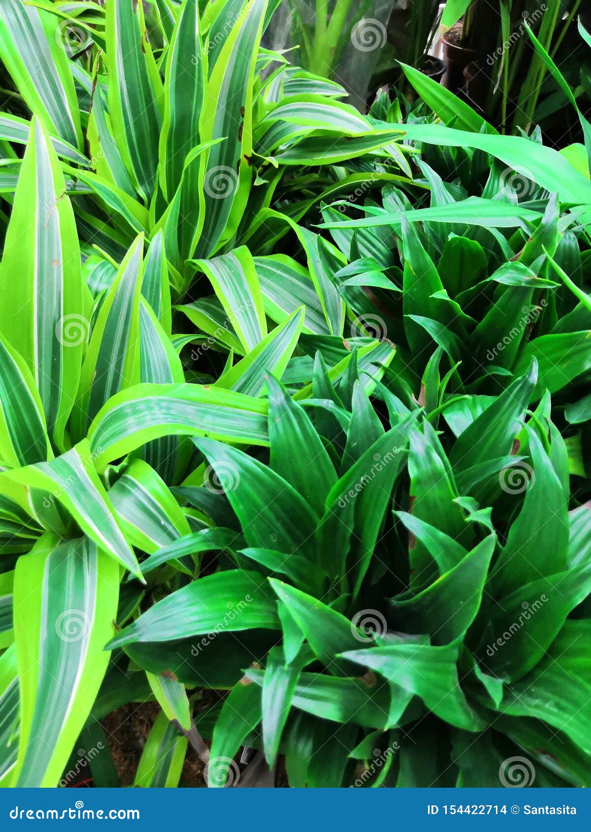 common house plant in southeast asia, easily grown on pots pandan leaf aka pandanus palm used as fragrant aroma in food