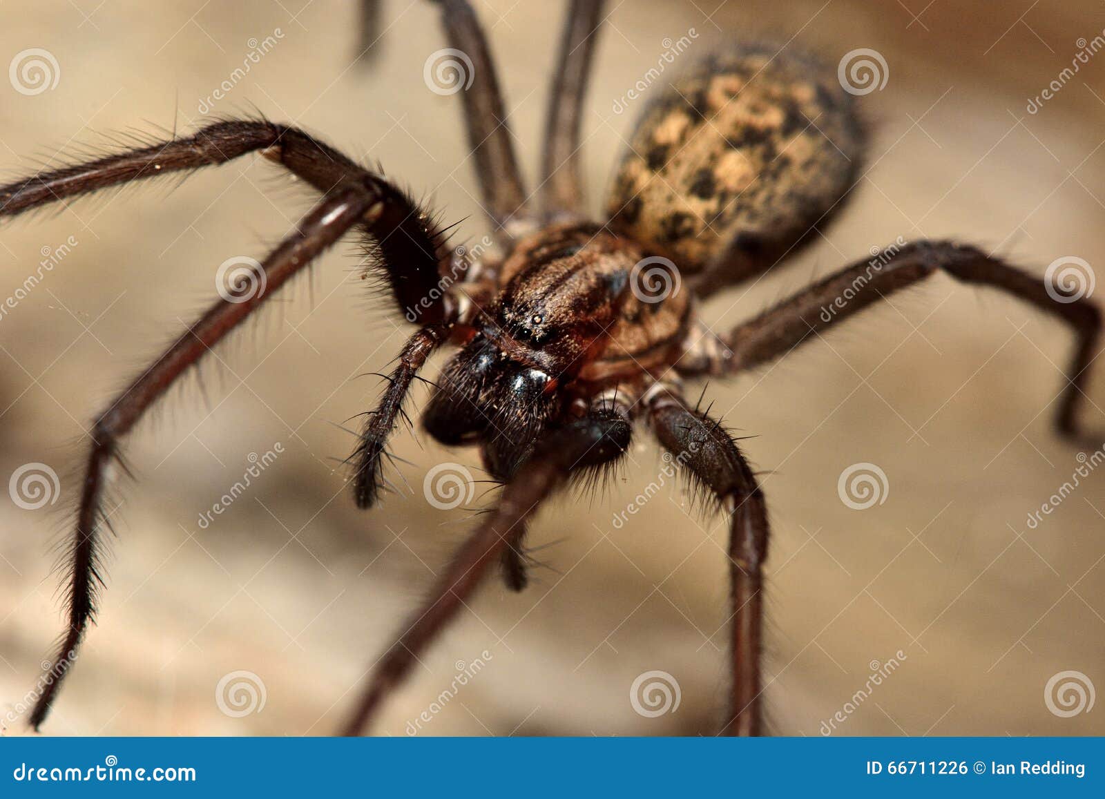 common house spider (tegenaria domestica)