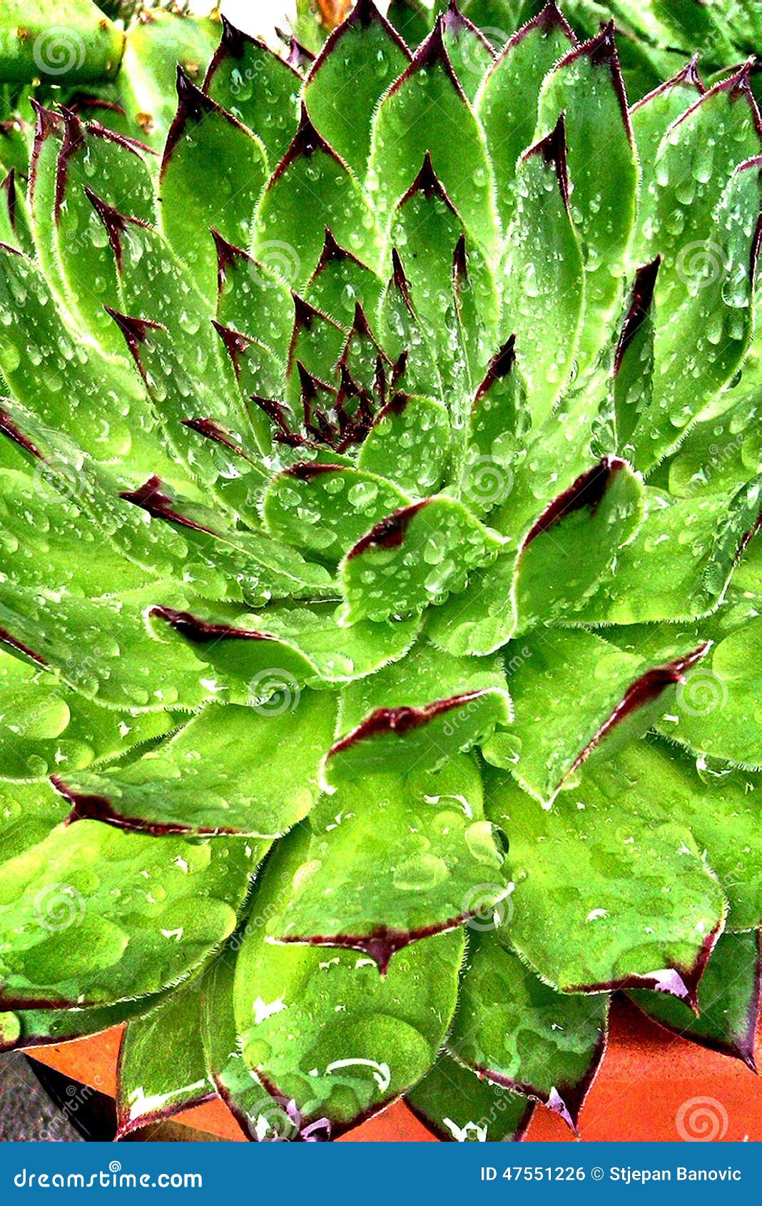  Common  houseleek  stock photo Image of sempervivum 